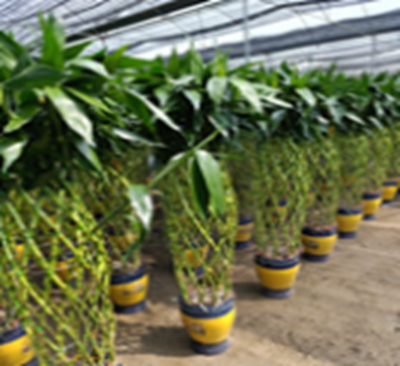 Бамбук лаки переплетенный цилиндр