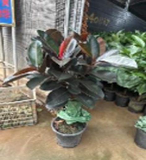 Фикус эластика Блэк Даймонд