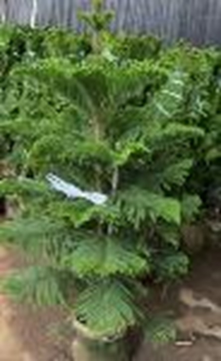 Араукария Хетерофилла