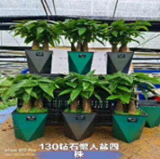 Пахира Акватика в кашпо