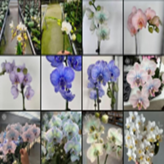 Фаленопсис краш. Микс 1 ст