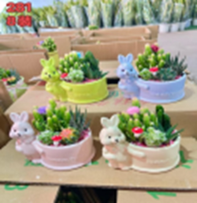 Кактус Микс 281