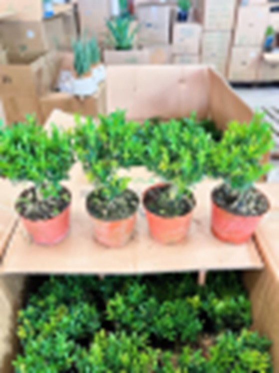 Самшит вечнозеленый