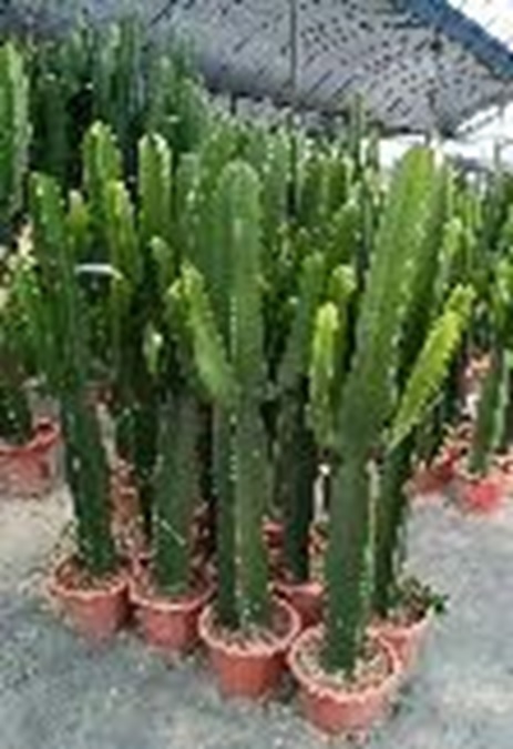 Эуфорбия Ингенс