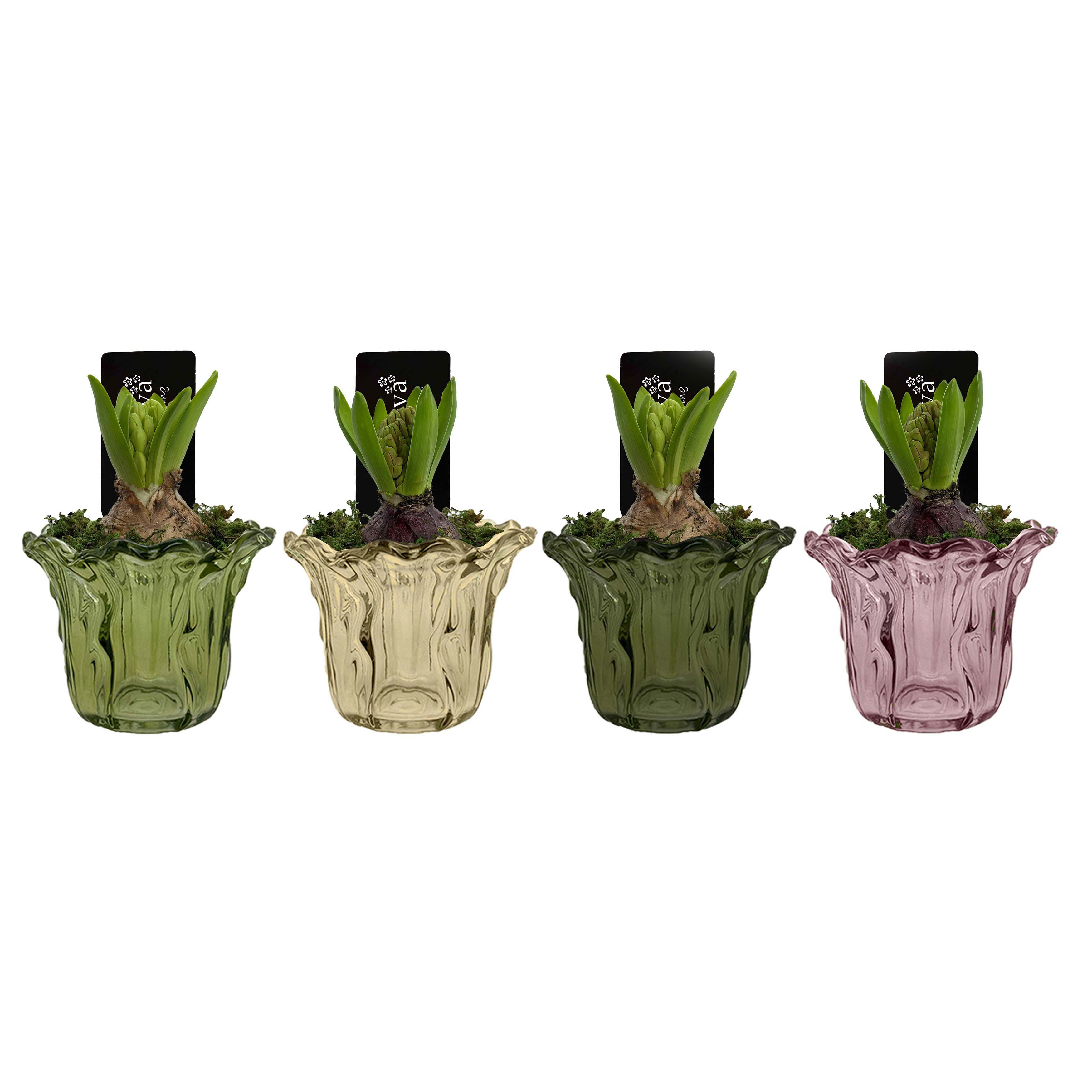 Гиацинт Микс в цветном стекле 1488