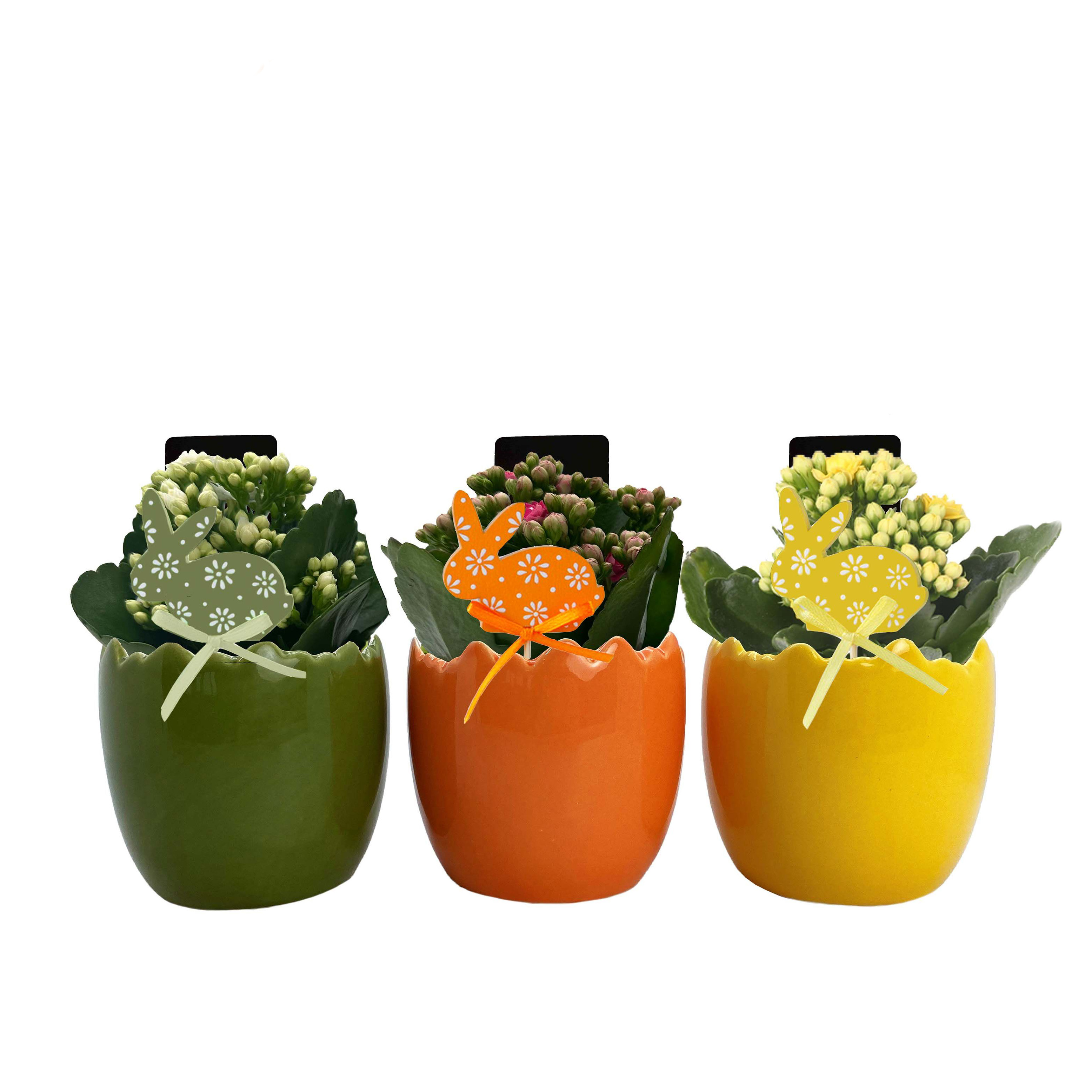 Каланхое каландива Микс в керамике пасхальное яйцо