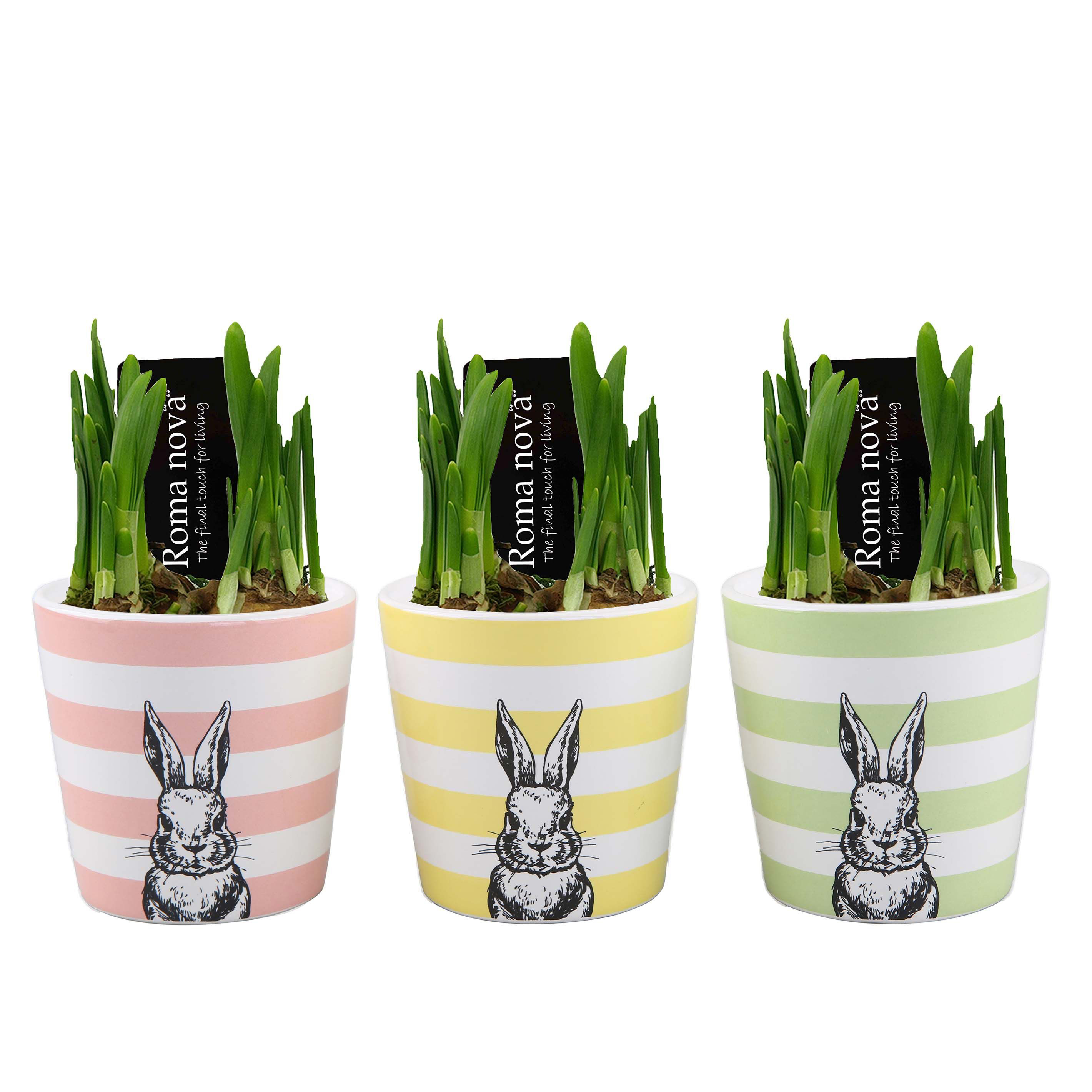 Нарцисс Тет-А-Тет в пасхальной керамике 1403