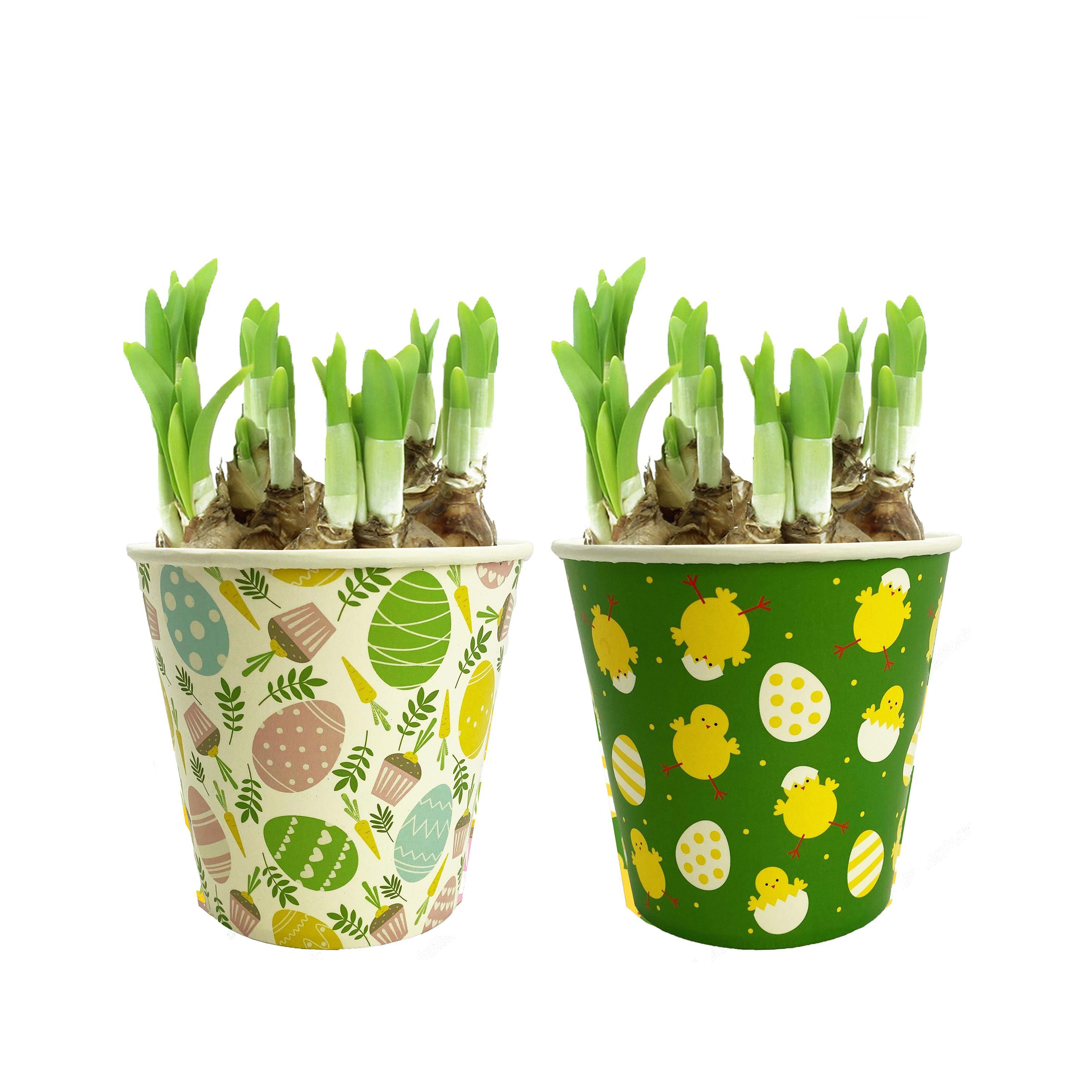 Нарцисс Тет-А-Тет в кашпо пасха 1187