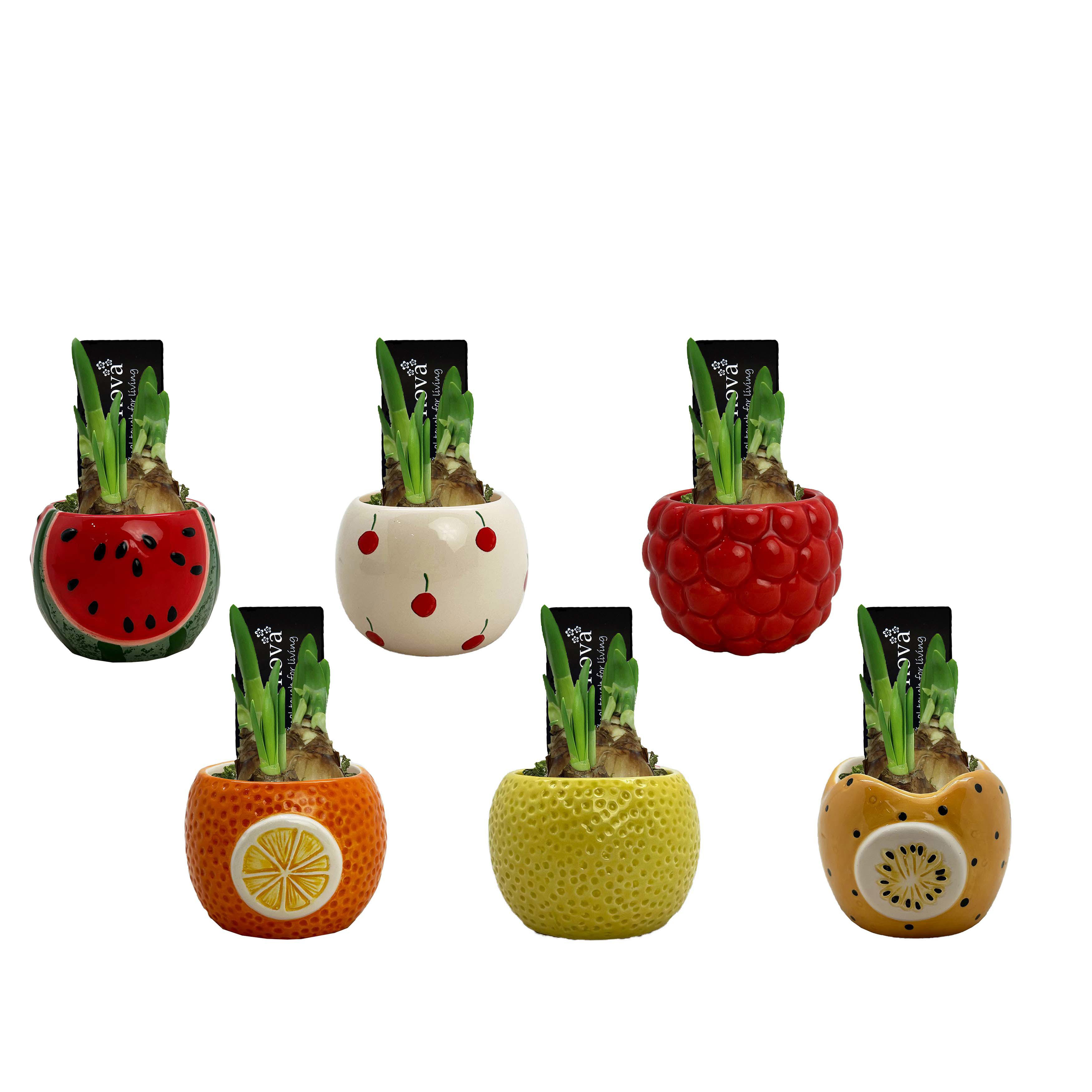 Нарцисс Тет-А-Тет в керамике фрукты микс