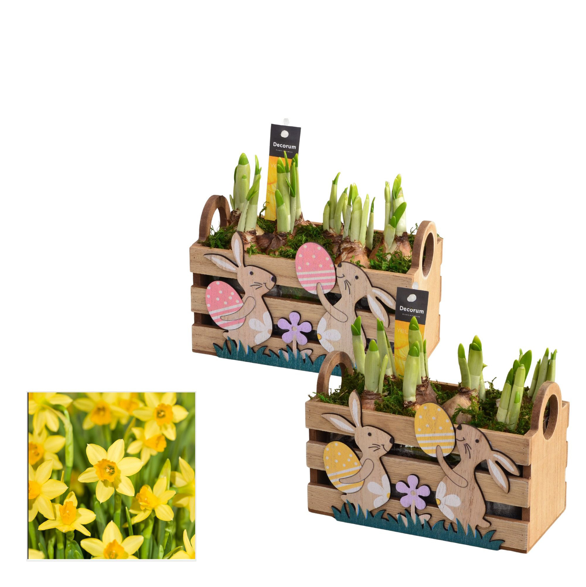 Нарцисс Микс в деревянном кашпо