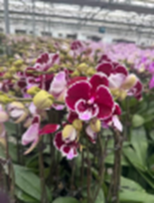 Фаленопсис Вальс 1 ст