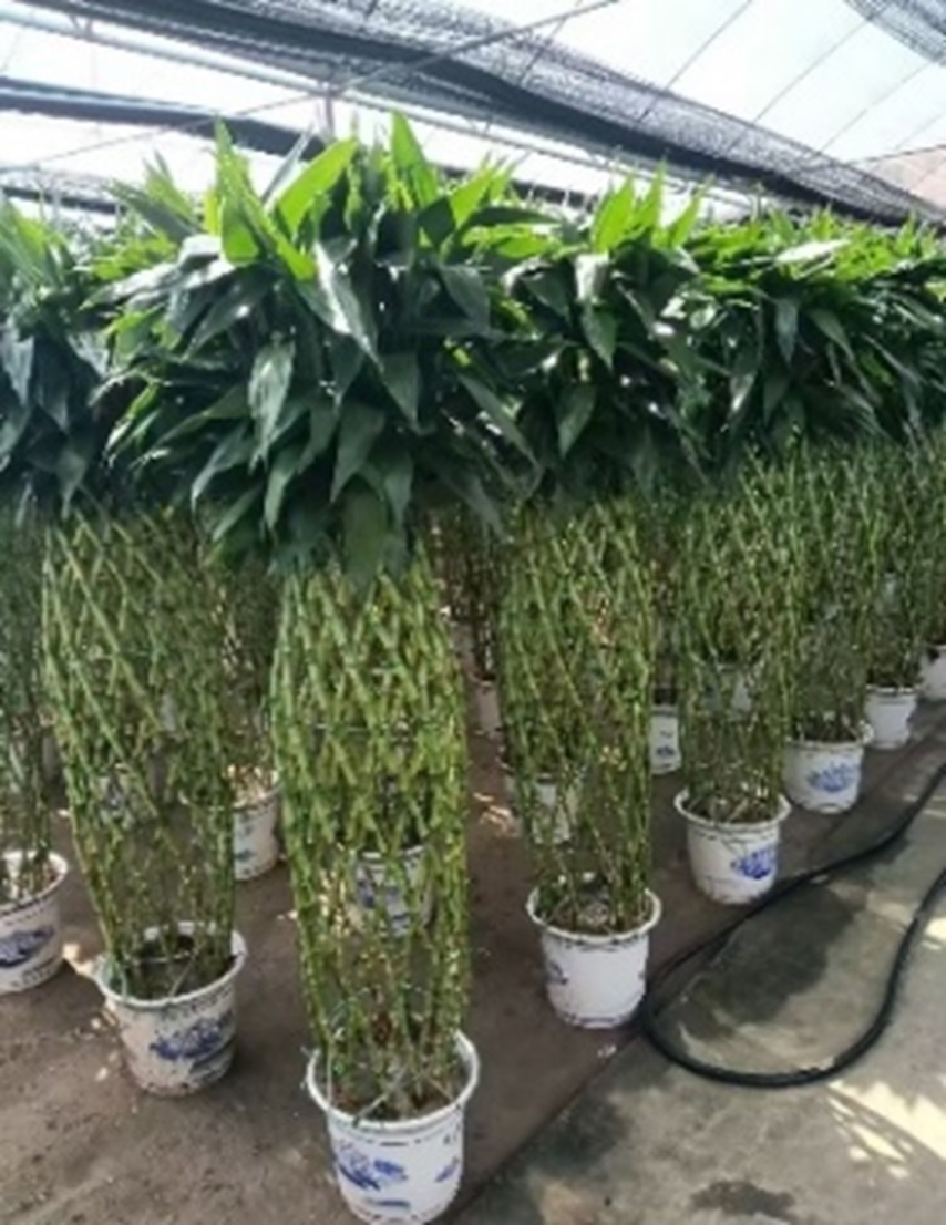 Бамбук лаки переплетенный