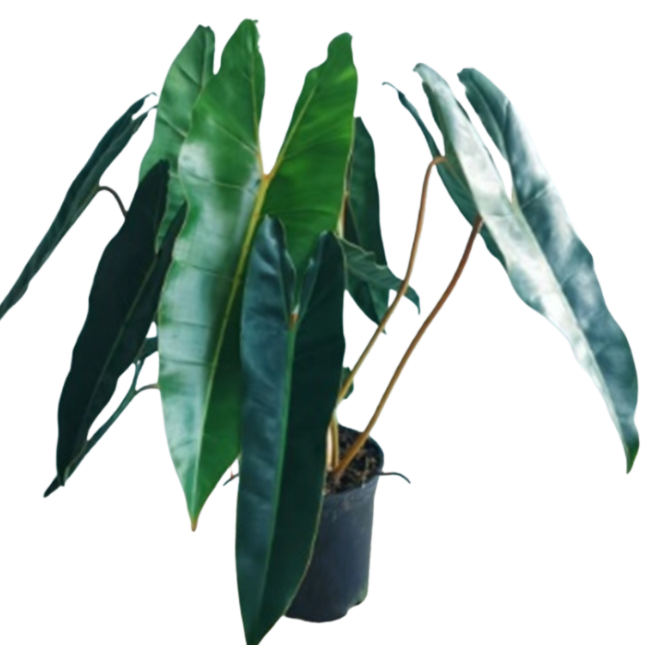 Филодендрон Биллиетии