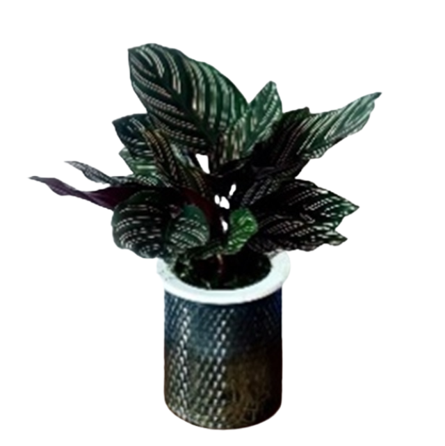 Калатея Орната на гидропонике