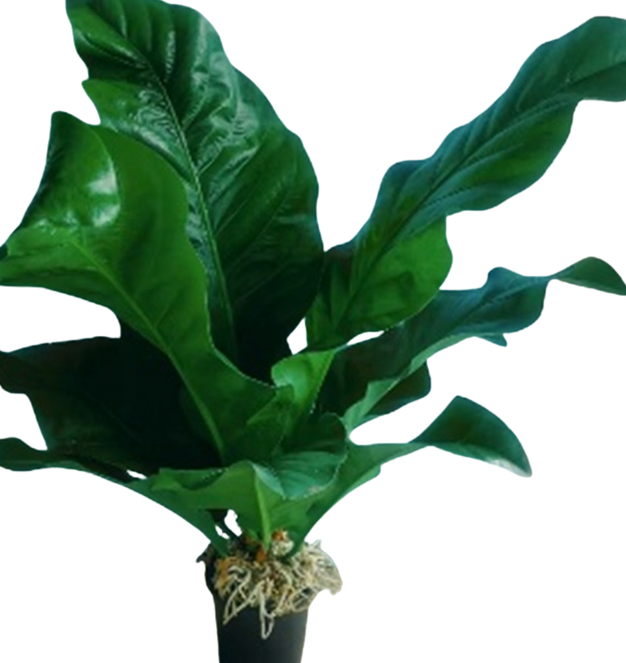 Антуриум Джангл Буш