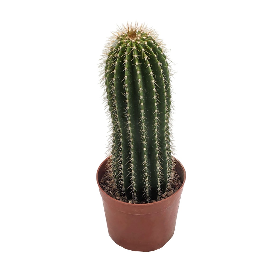 Необуксбаумия многогребенчатая