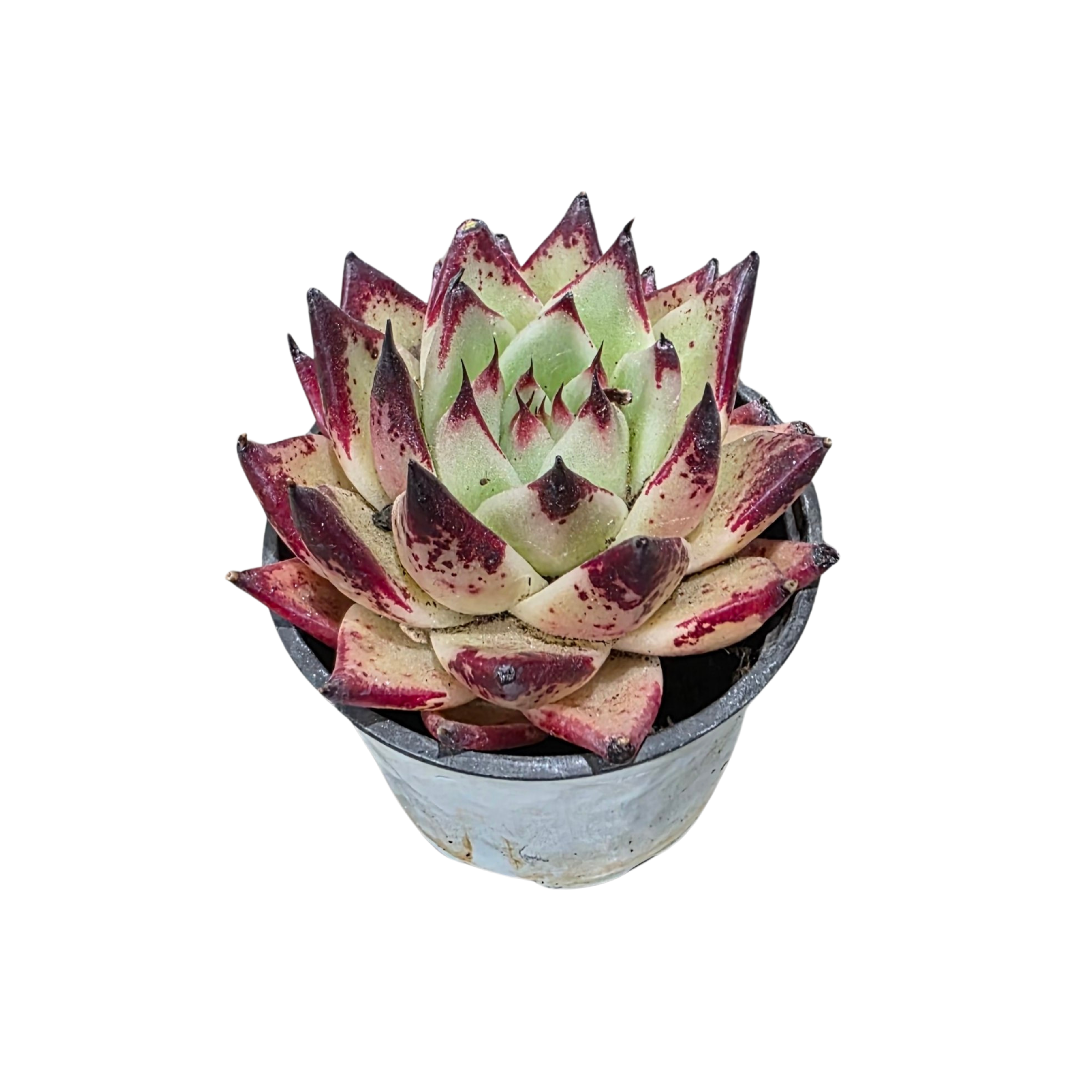 Эхеверия Эбенум