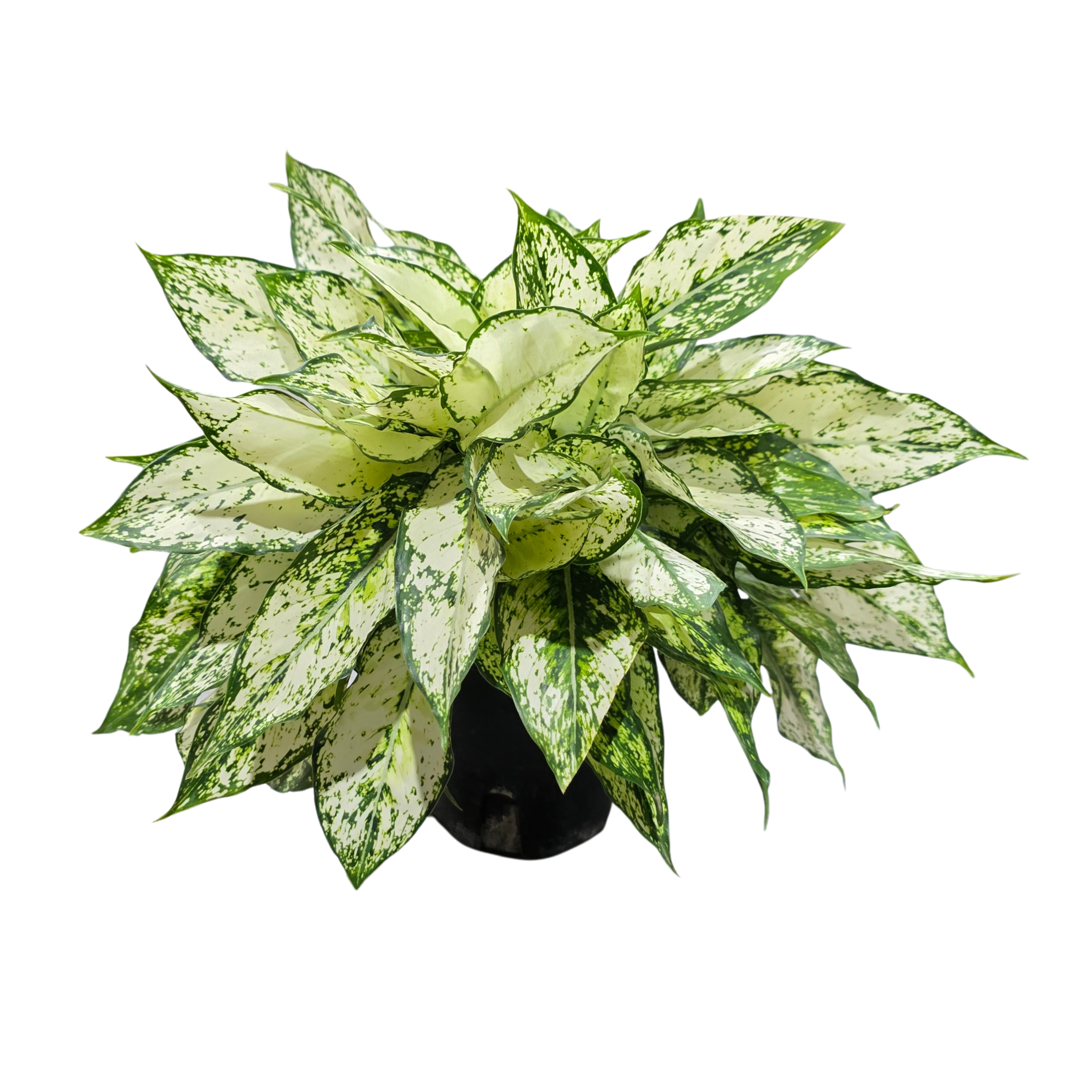 Аглаонема Вайт Мун