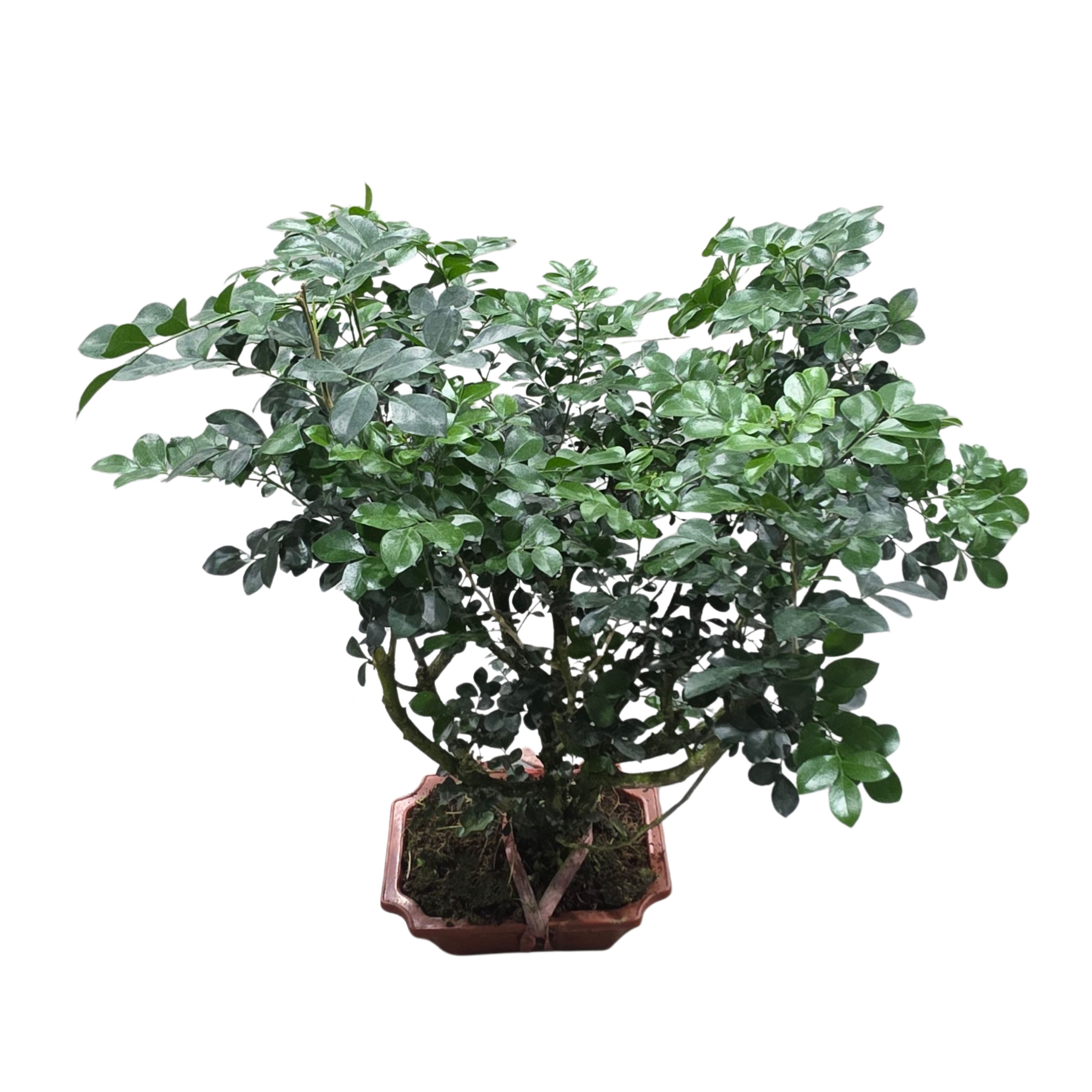 Муррайя Паникулята бонсай