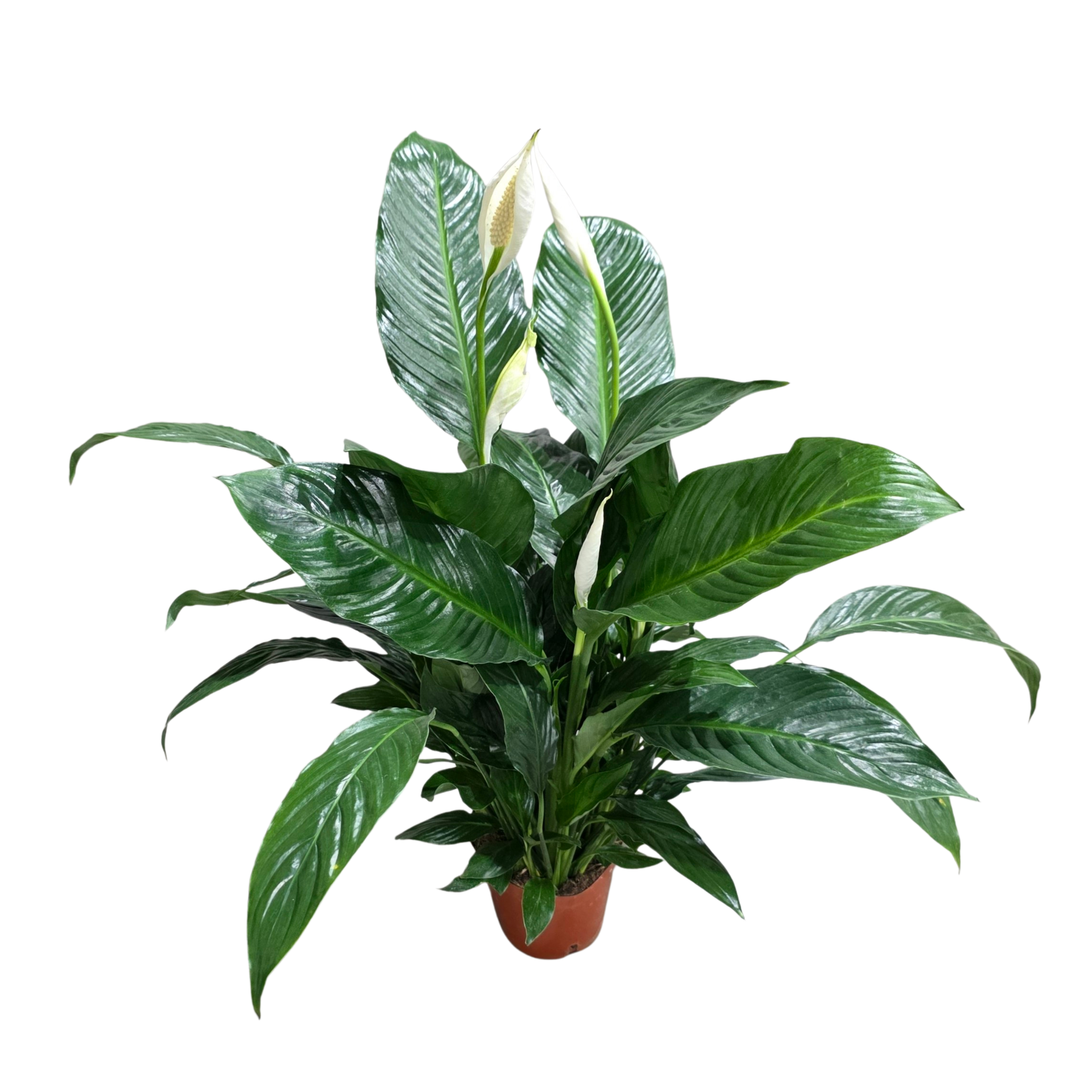 Спатифиллум Юмей