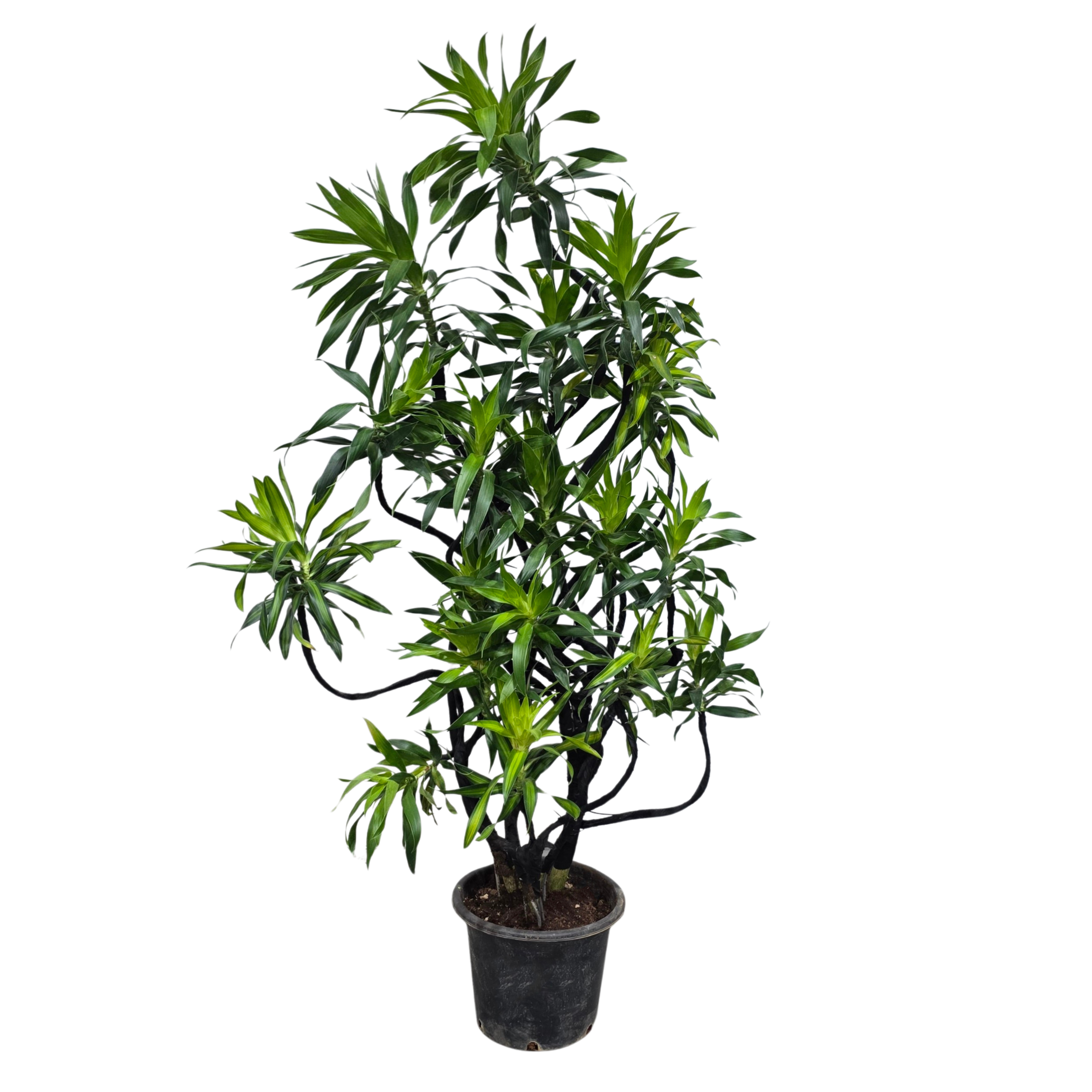 Драцена рефлекса бонсай микс