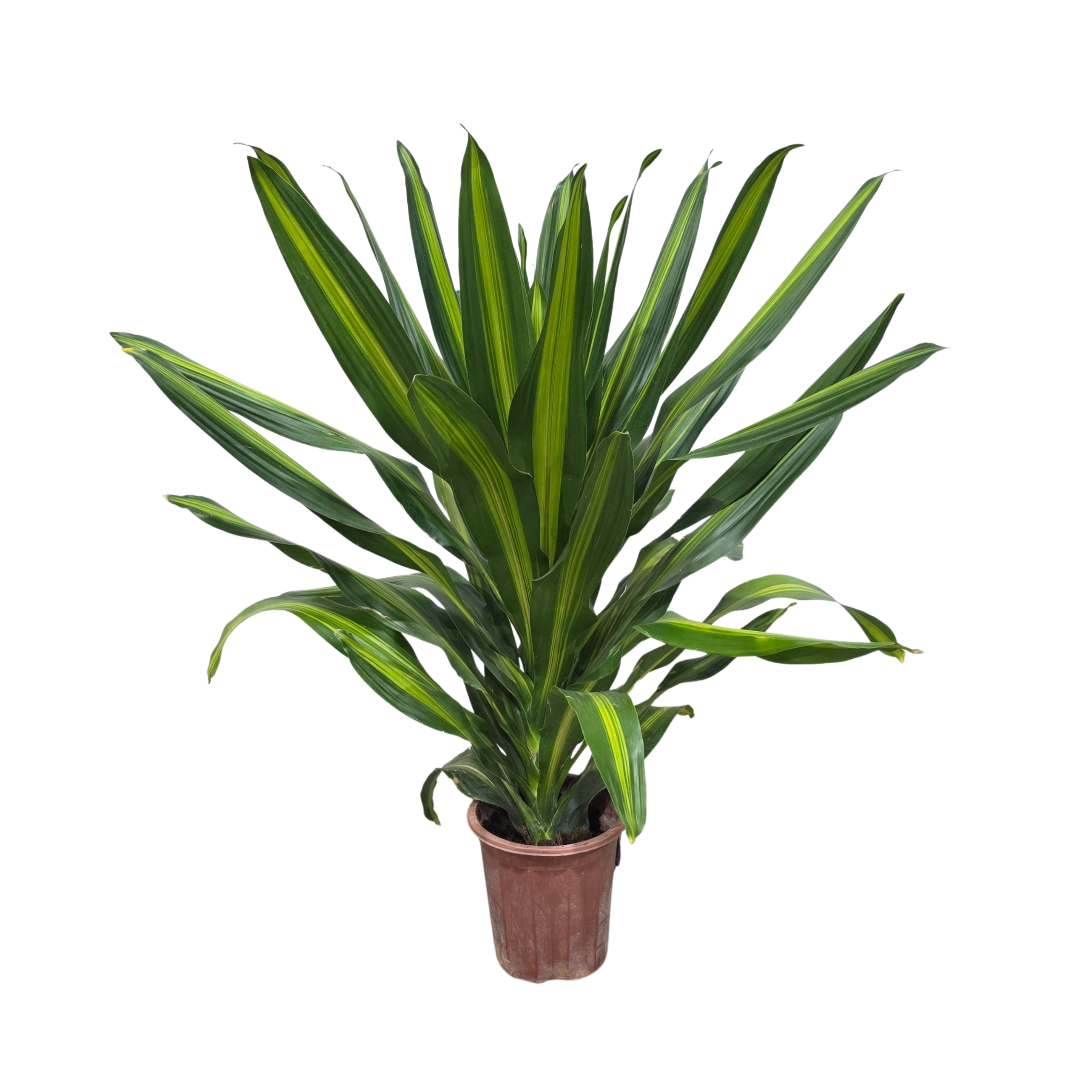 Драцена фрагранс Берли