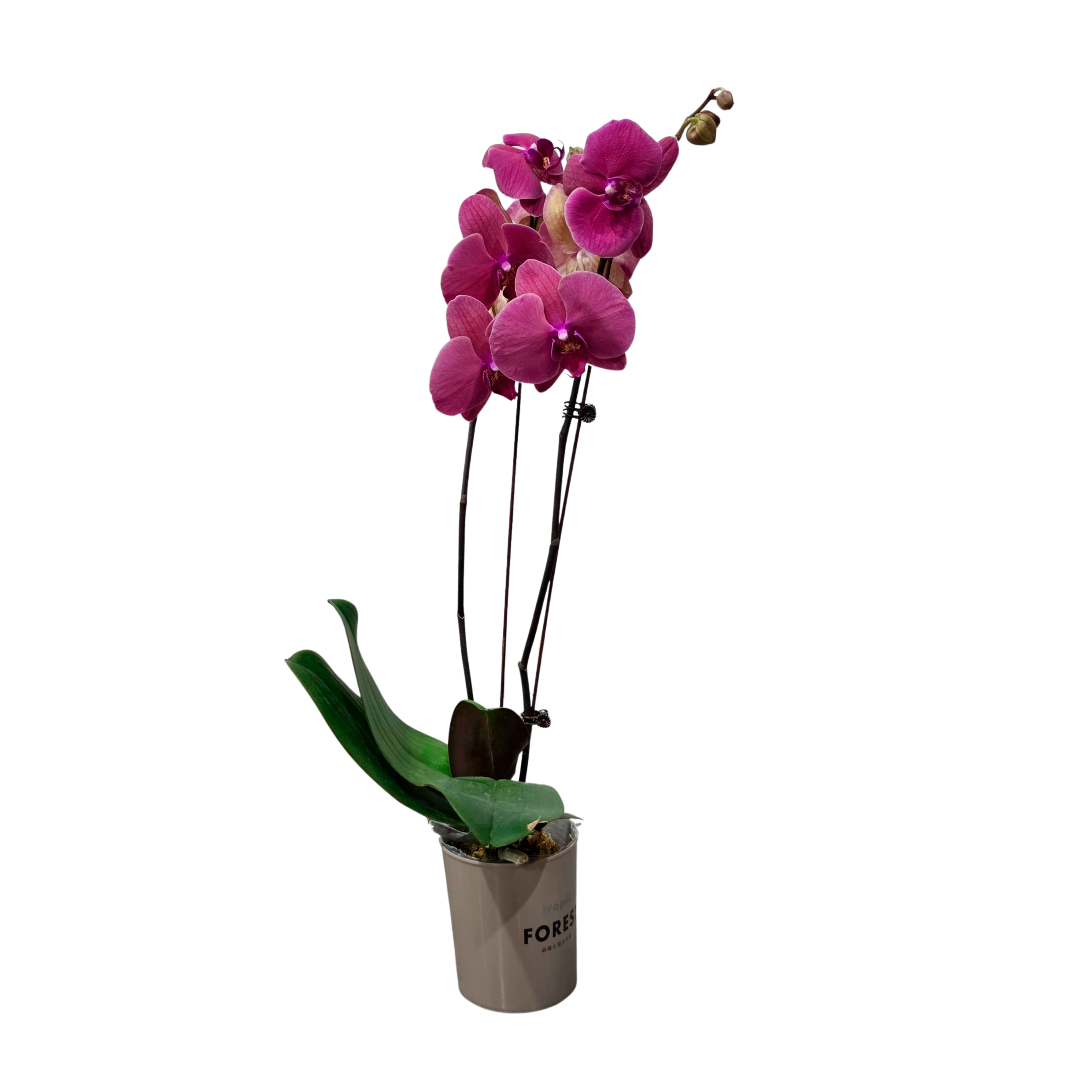 Фаленопсис Шугар Тенджерин 2 ст