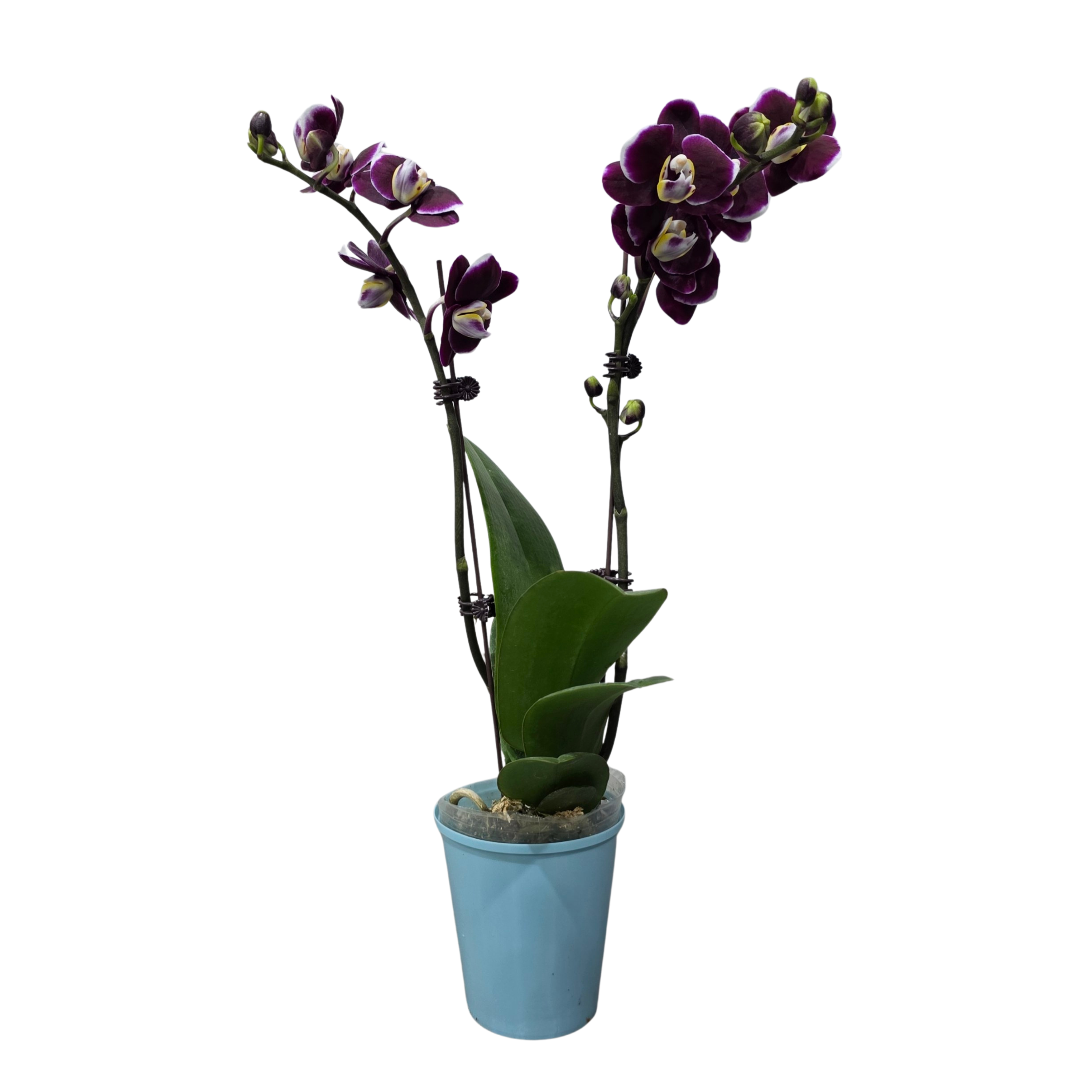 Фаленопсис Чоколейт 1 ст