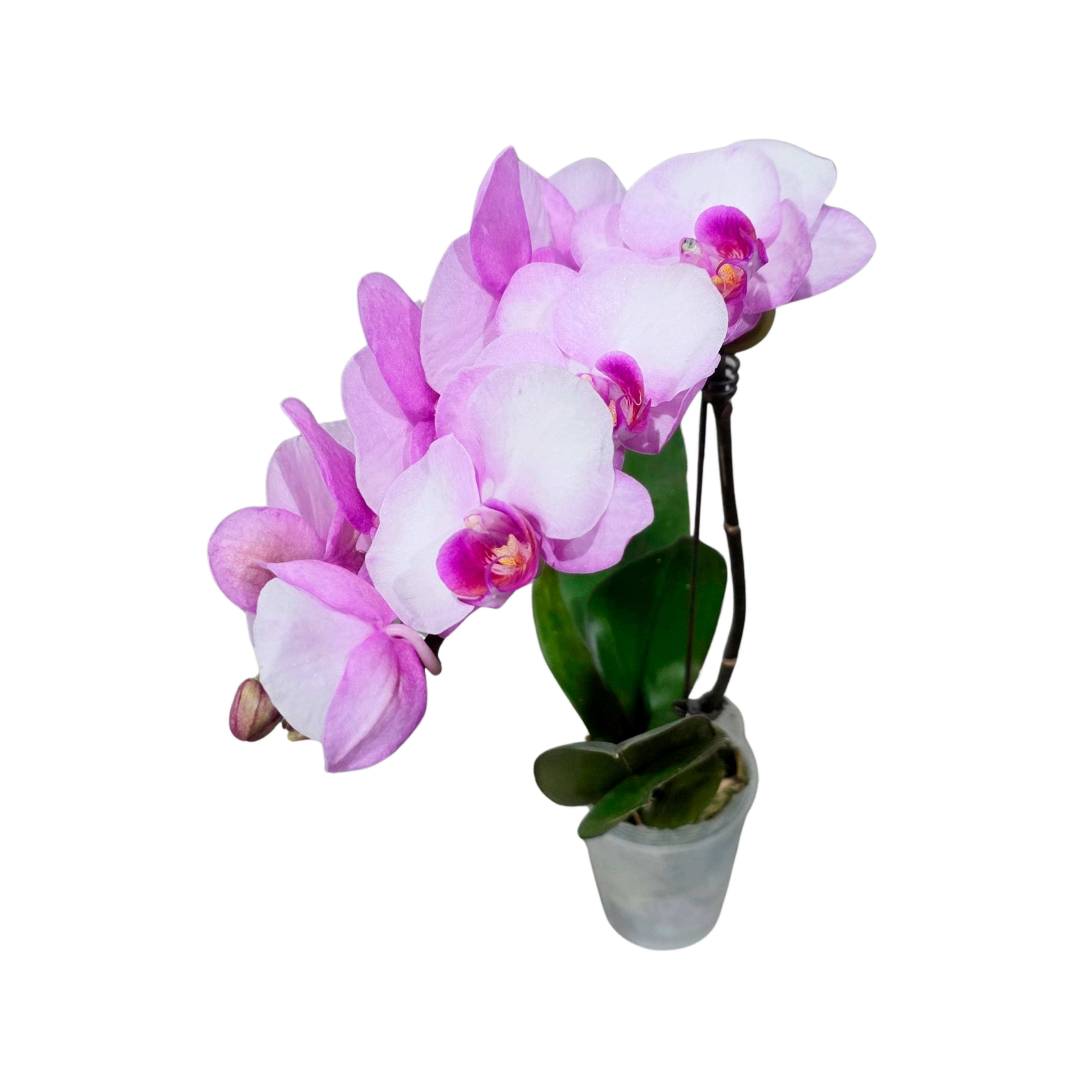 Фаленопсис Ферст Лав 2 ст