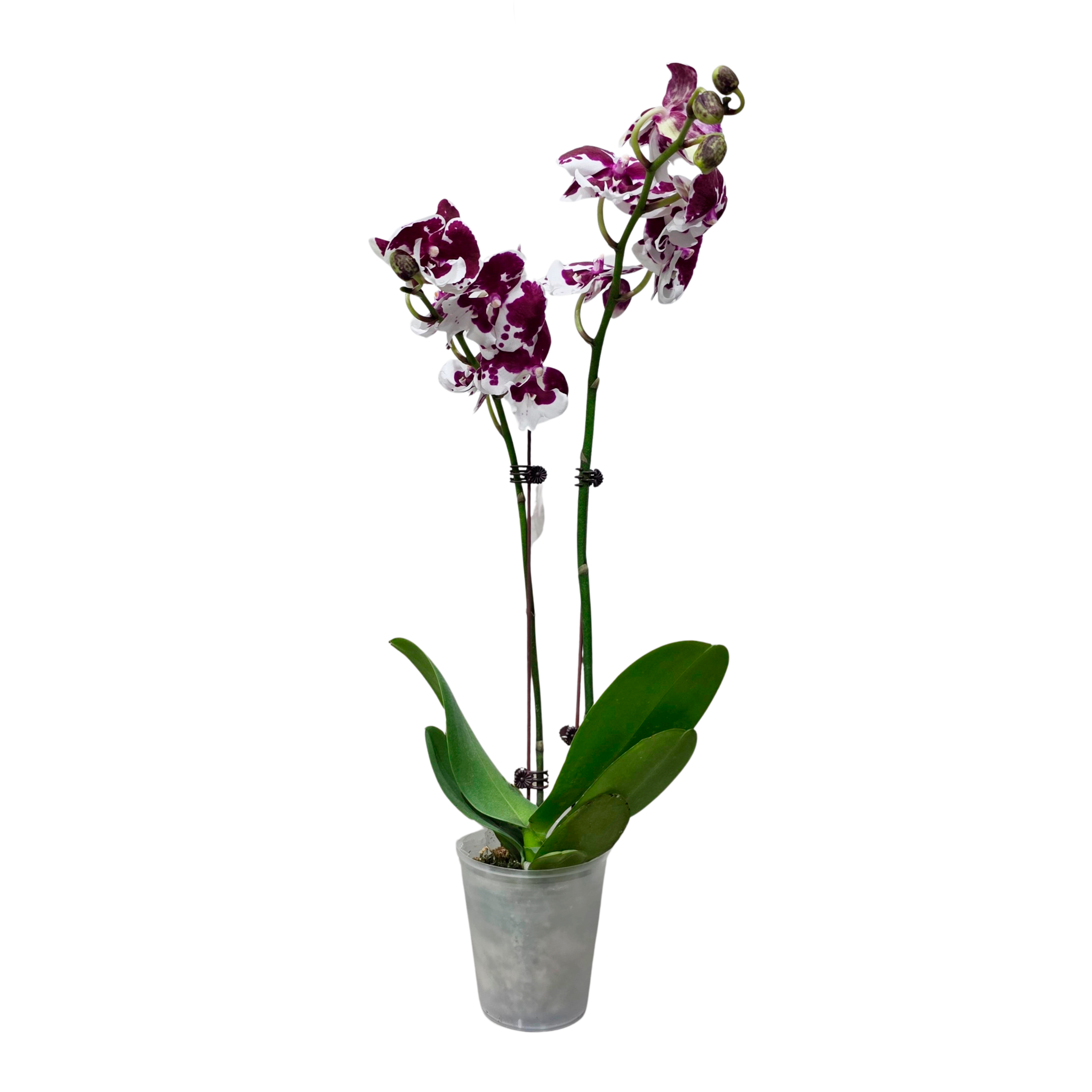 Фаленопсис Фейри Найт 2 ст