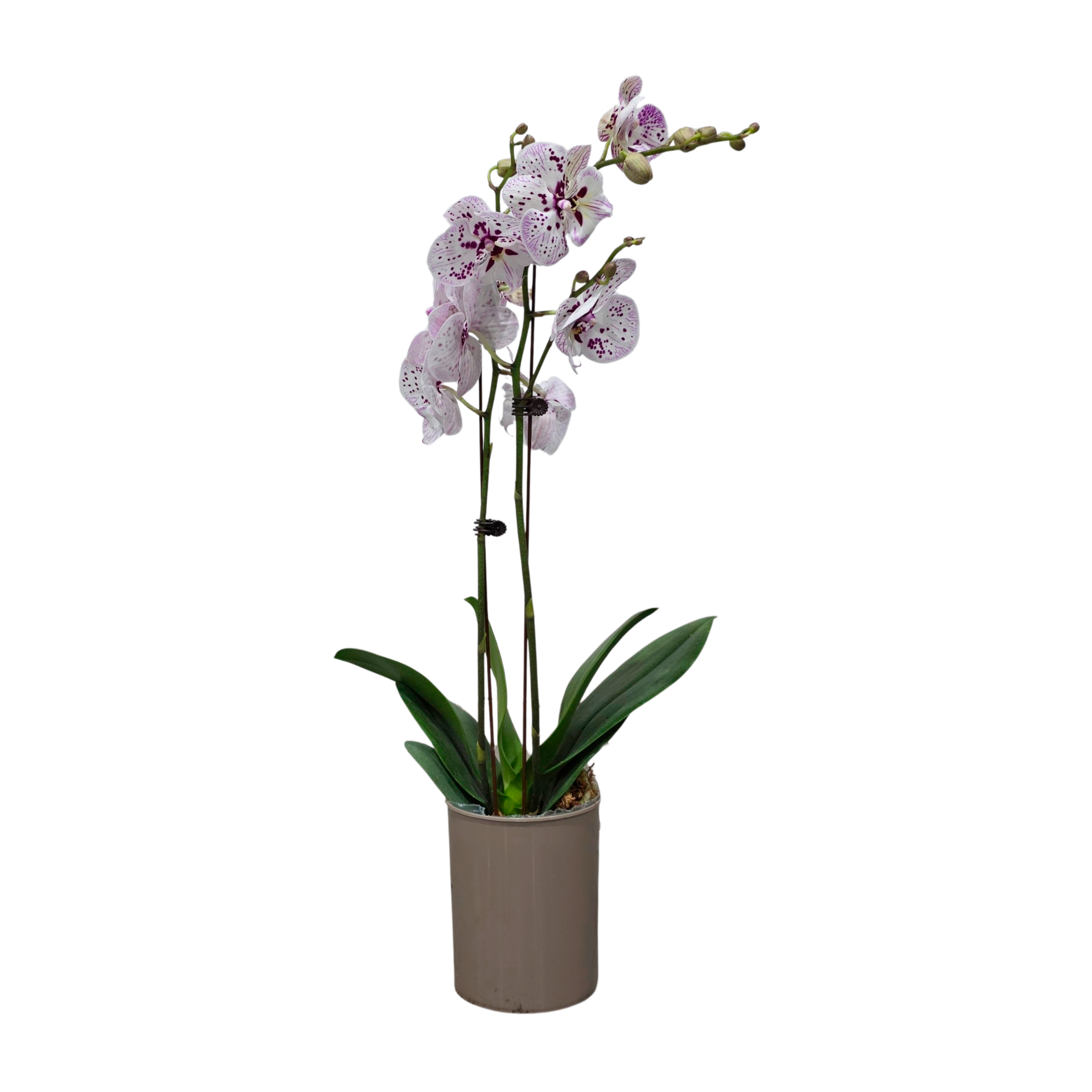 Фаленопсис Фаерфлай 1 ст