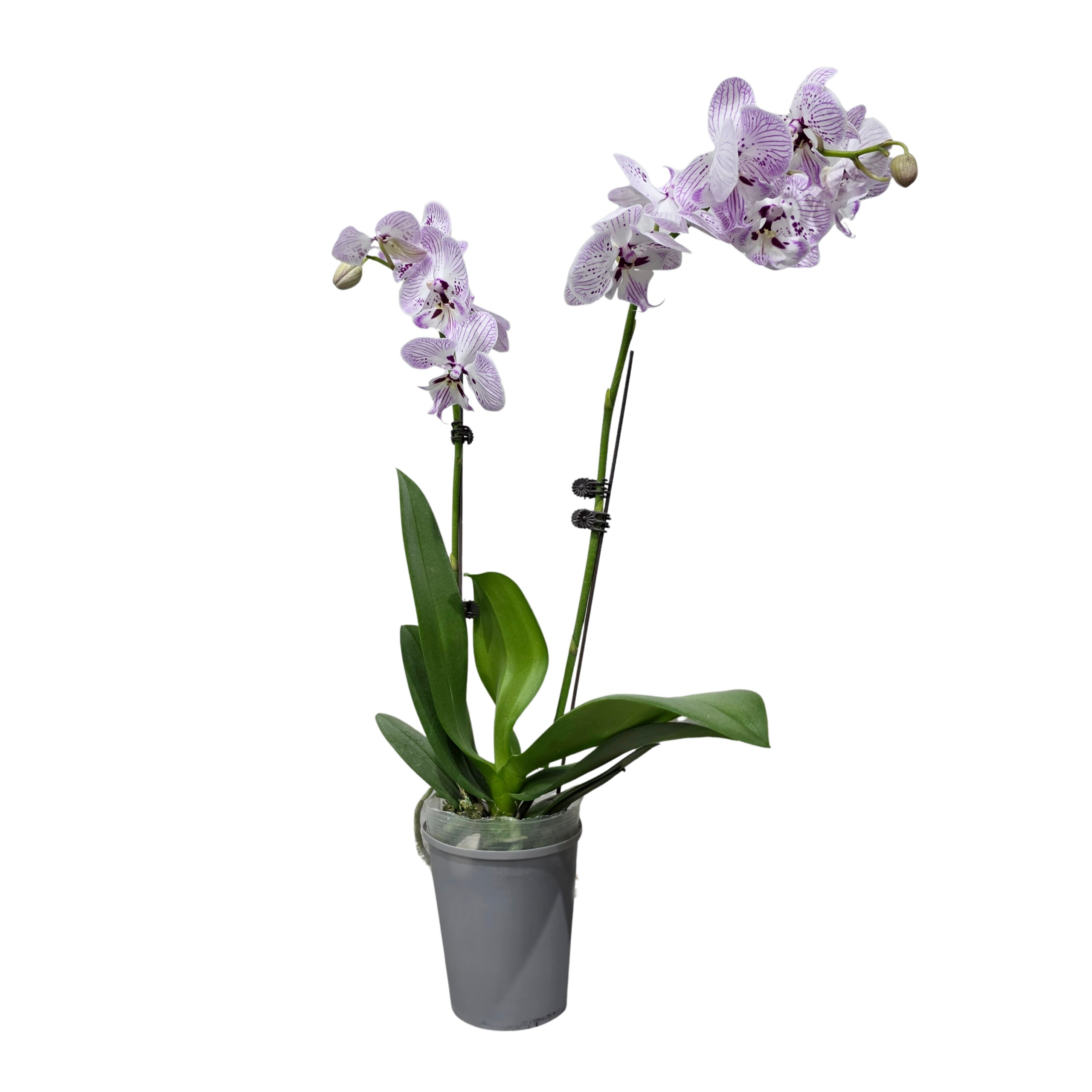 Фаленопсис Скай Сити 2 ст