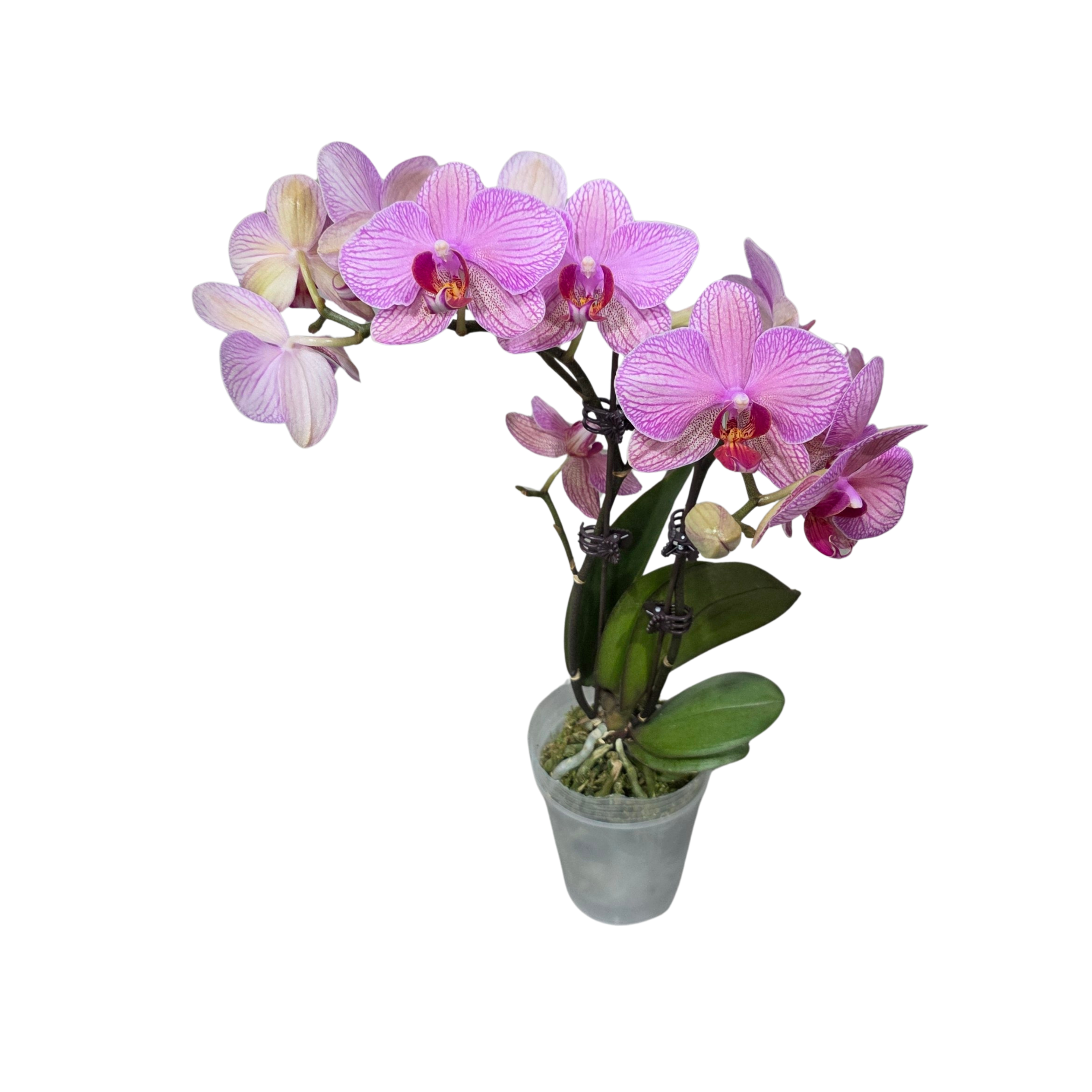 Фаленопсис Сайперпанк 2 ст