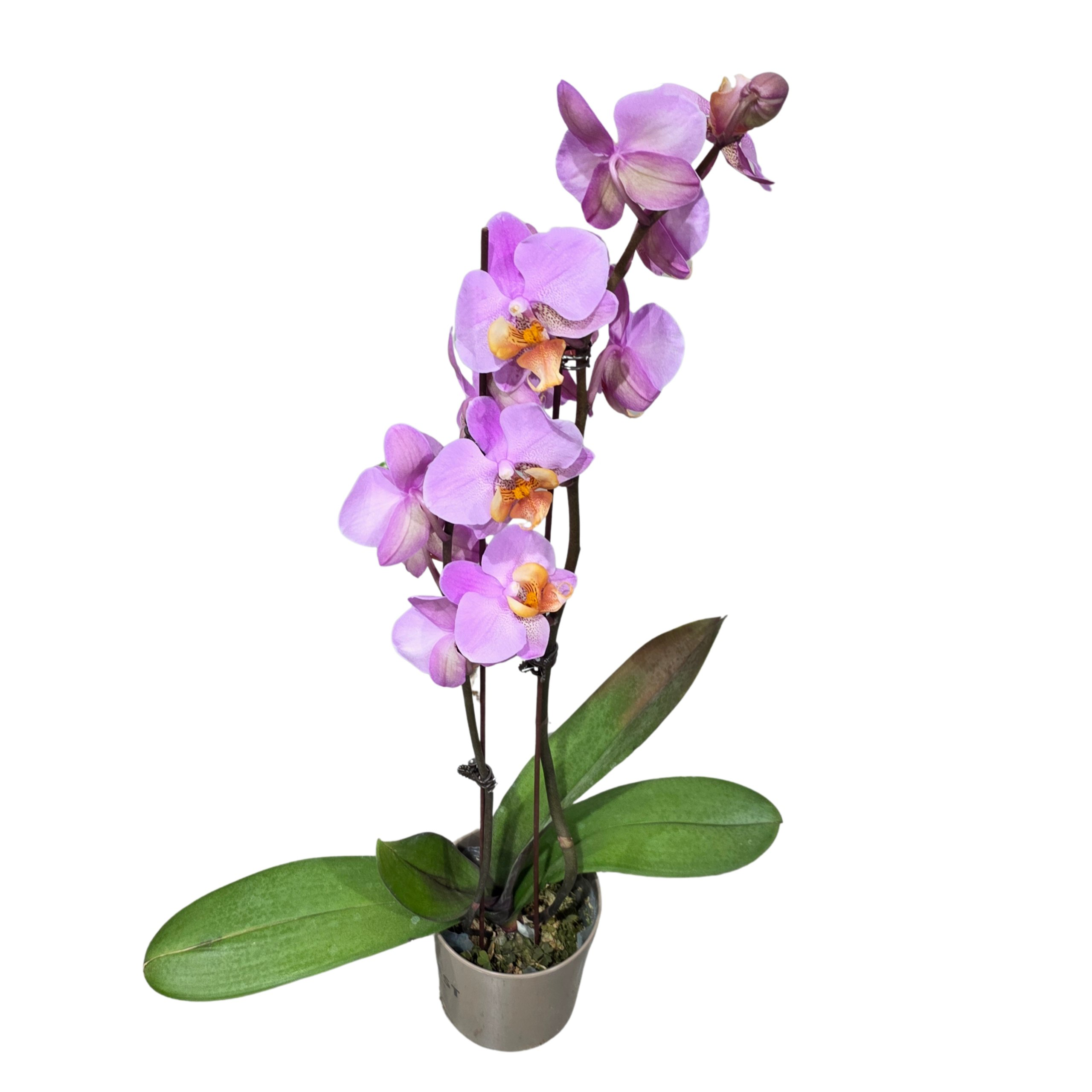 Фаленопсис Манта Амбон 2 ст