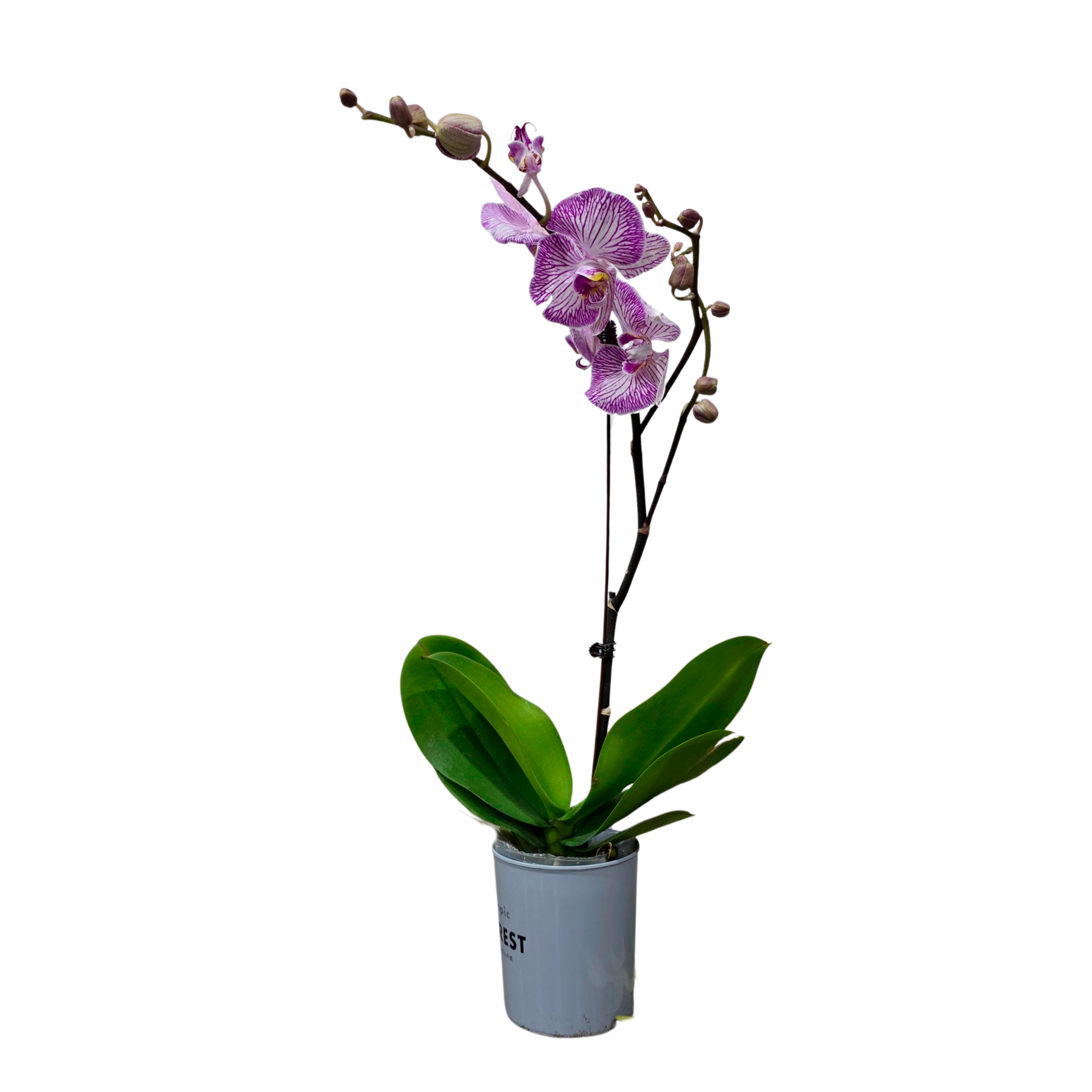 Фаленопсис Бьюмонт 1 ст