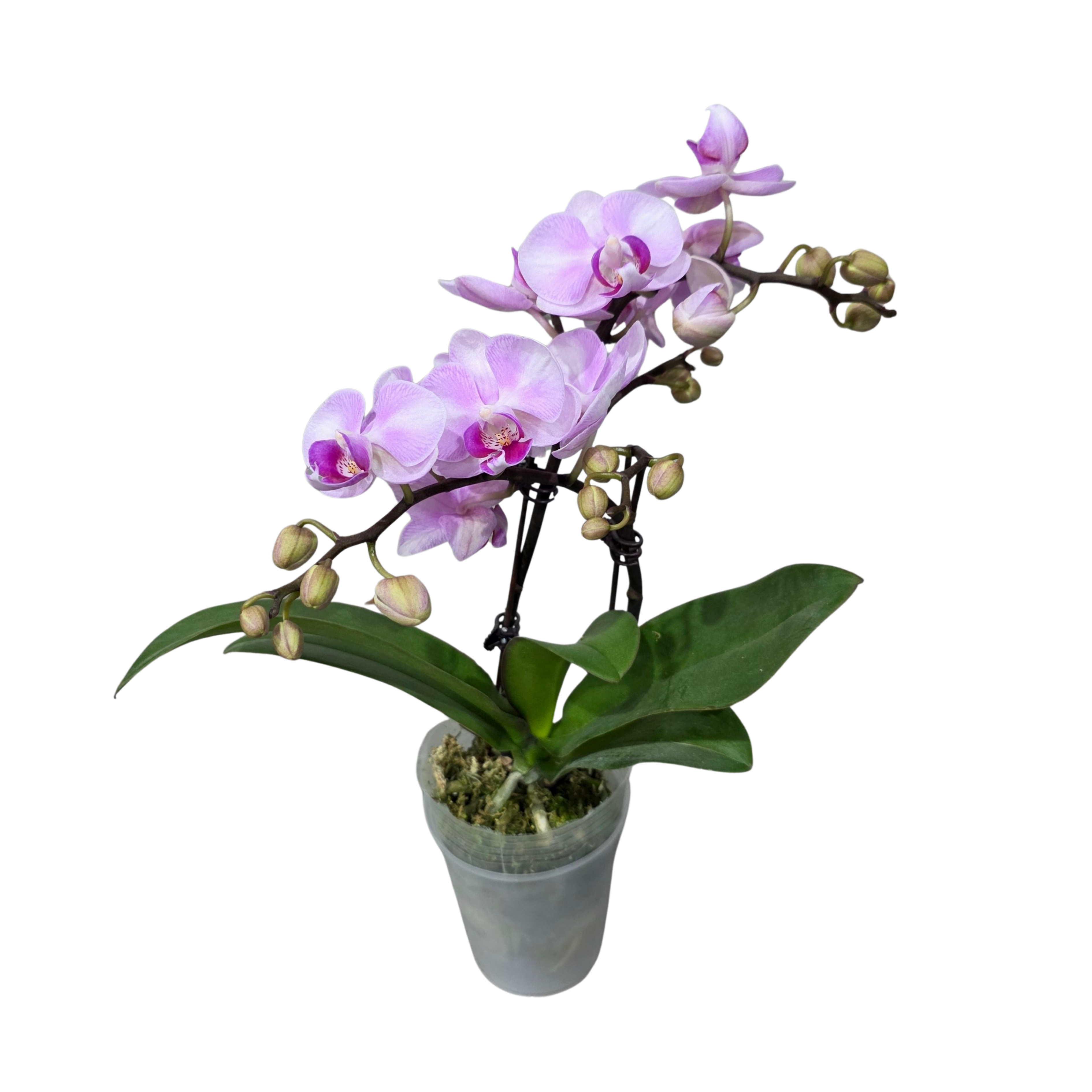 Фаленопсис Блуминг Герл 2 ст