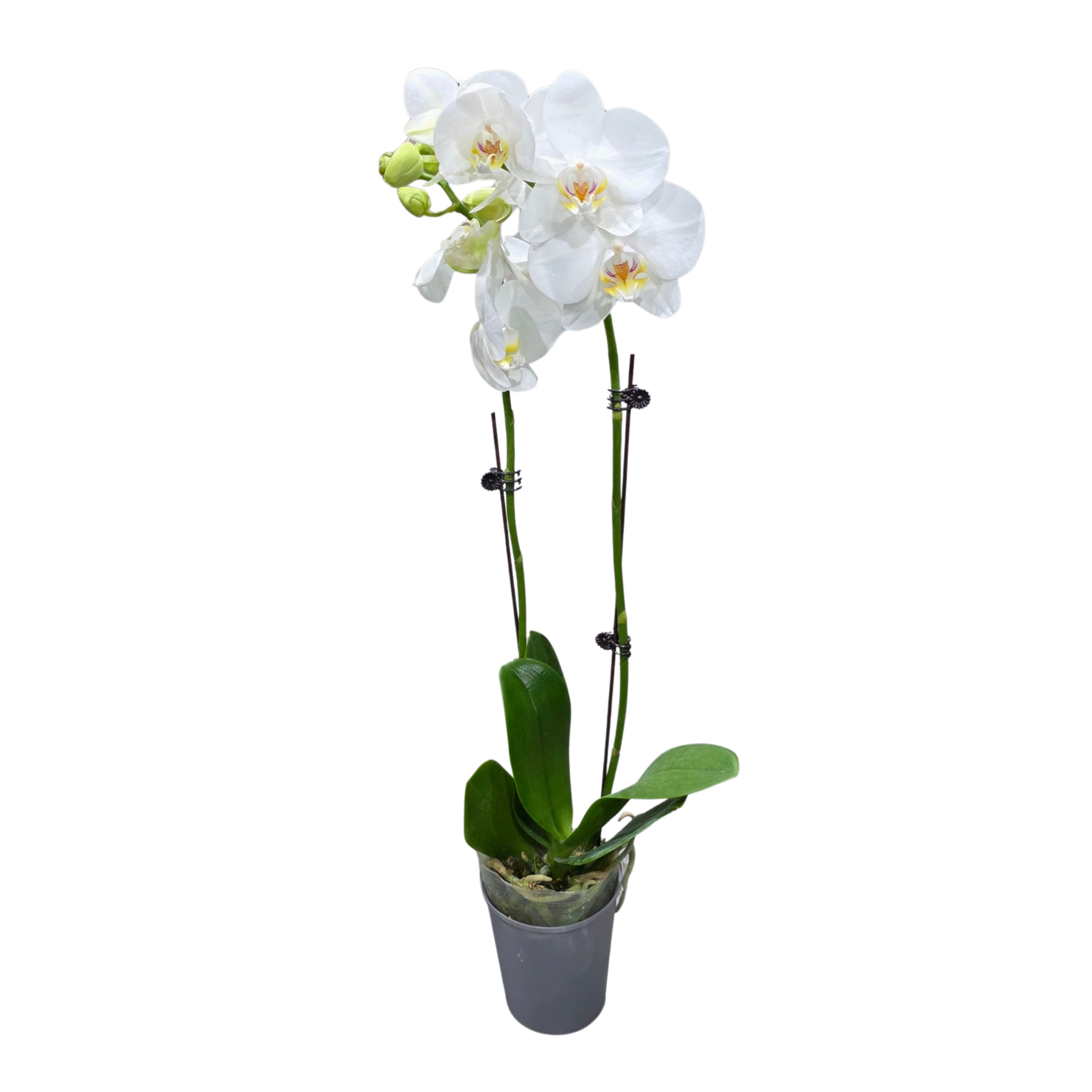 Фаленопсис Ама 2 ст