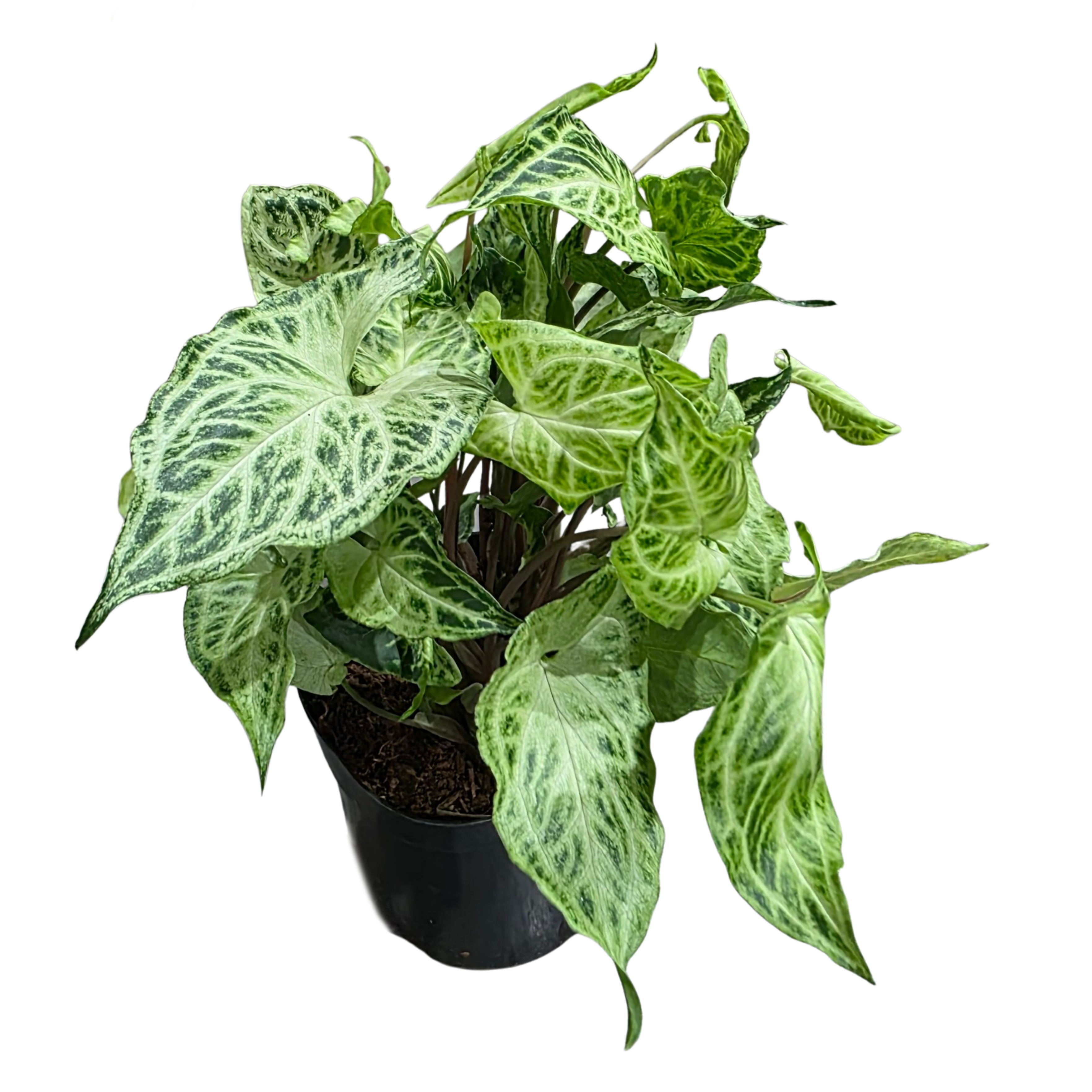 Сингониум Мотлд