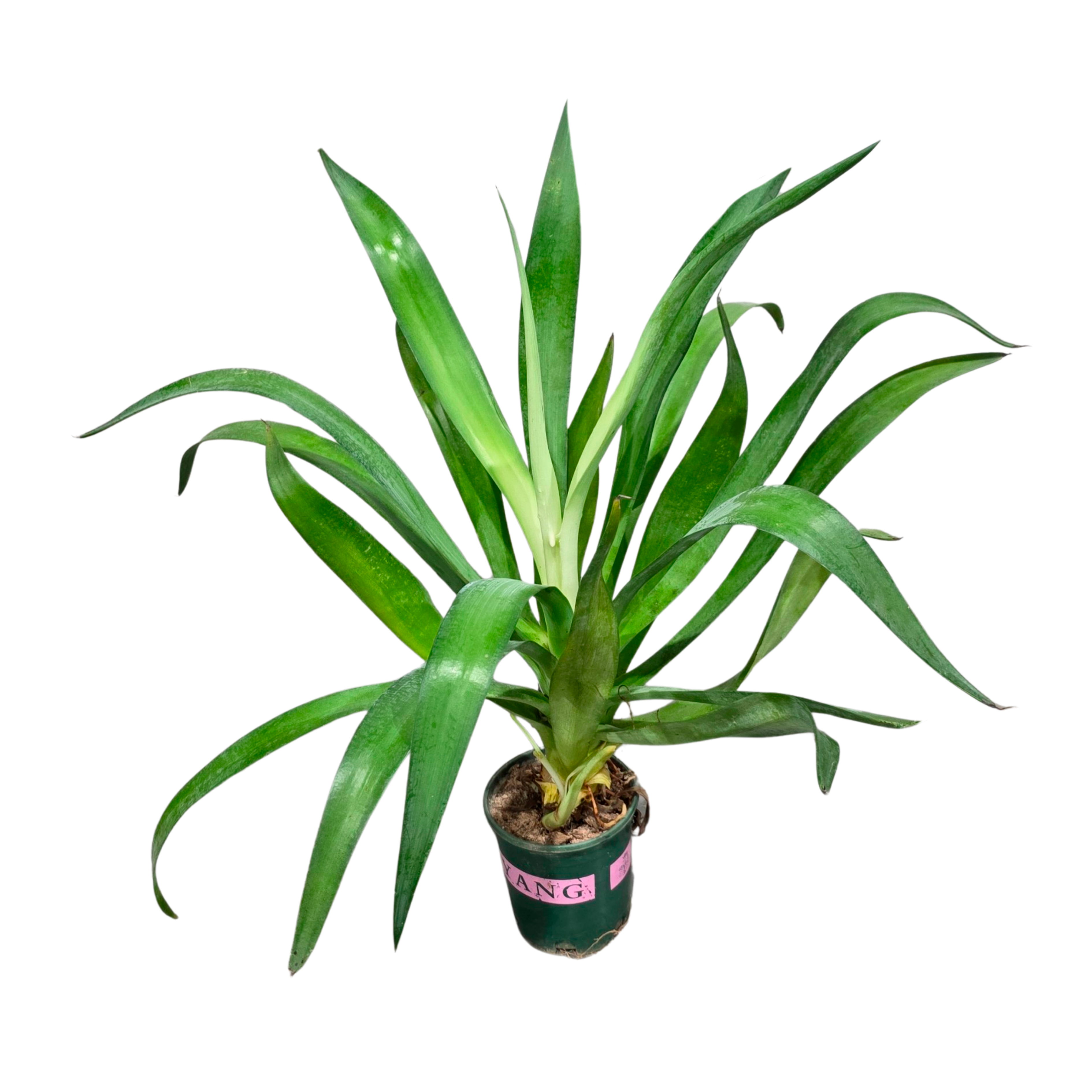 Сансевиерия Металлика