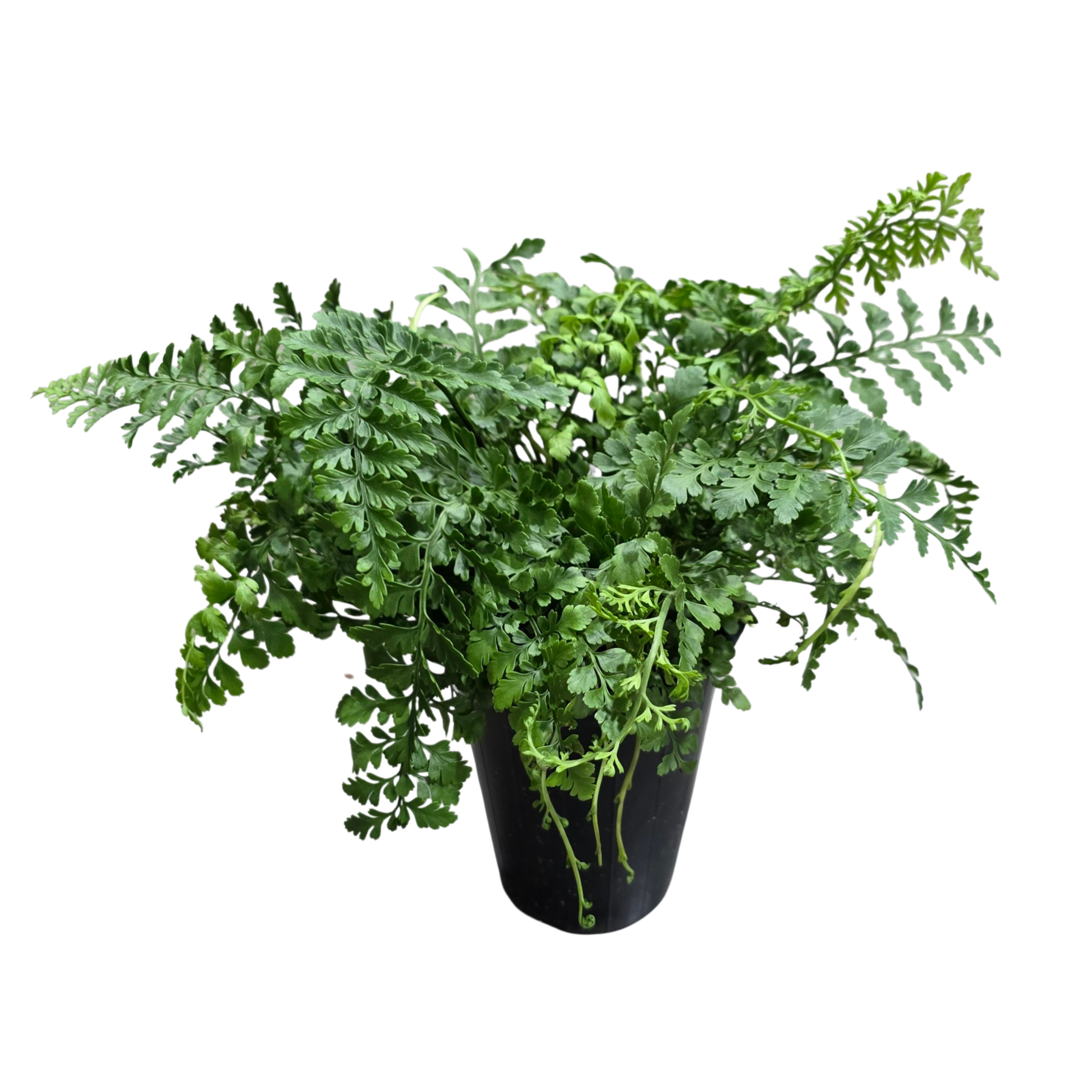 Нефролепис Джимми