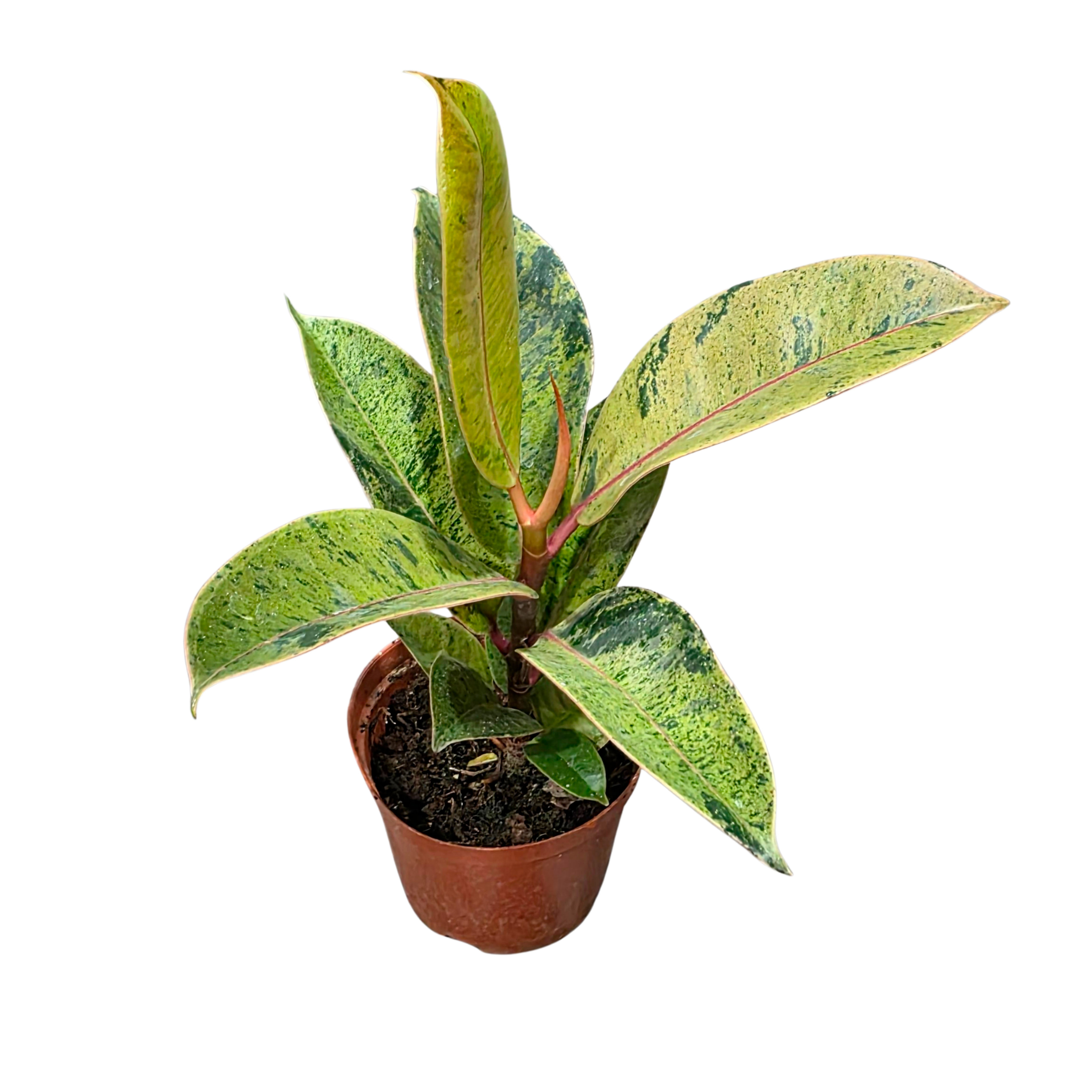 Фикус эластика Шрайвериана