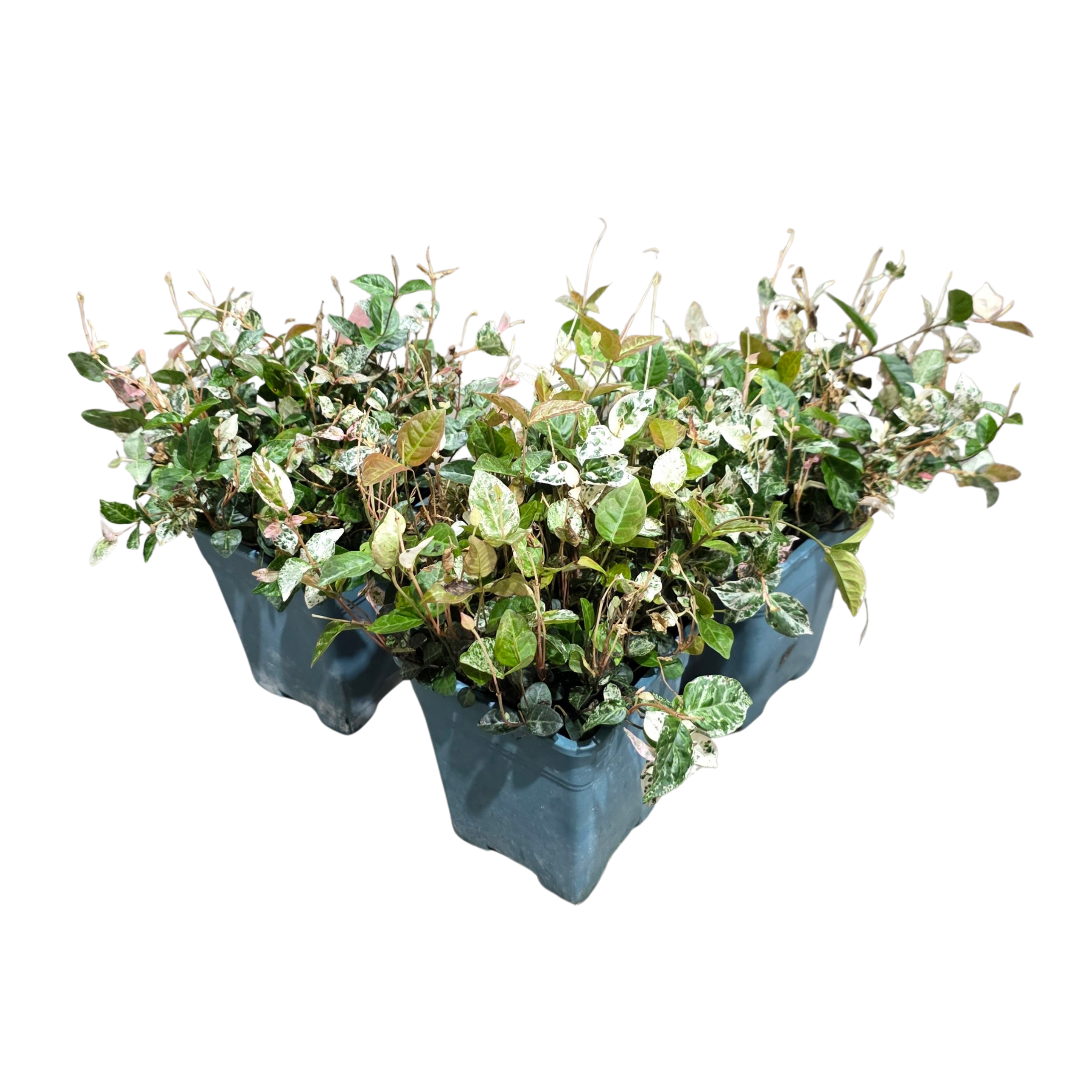 Хедера хеликс микс