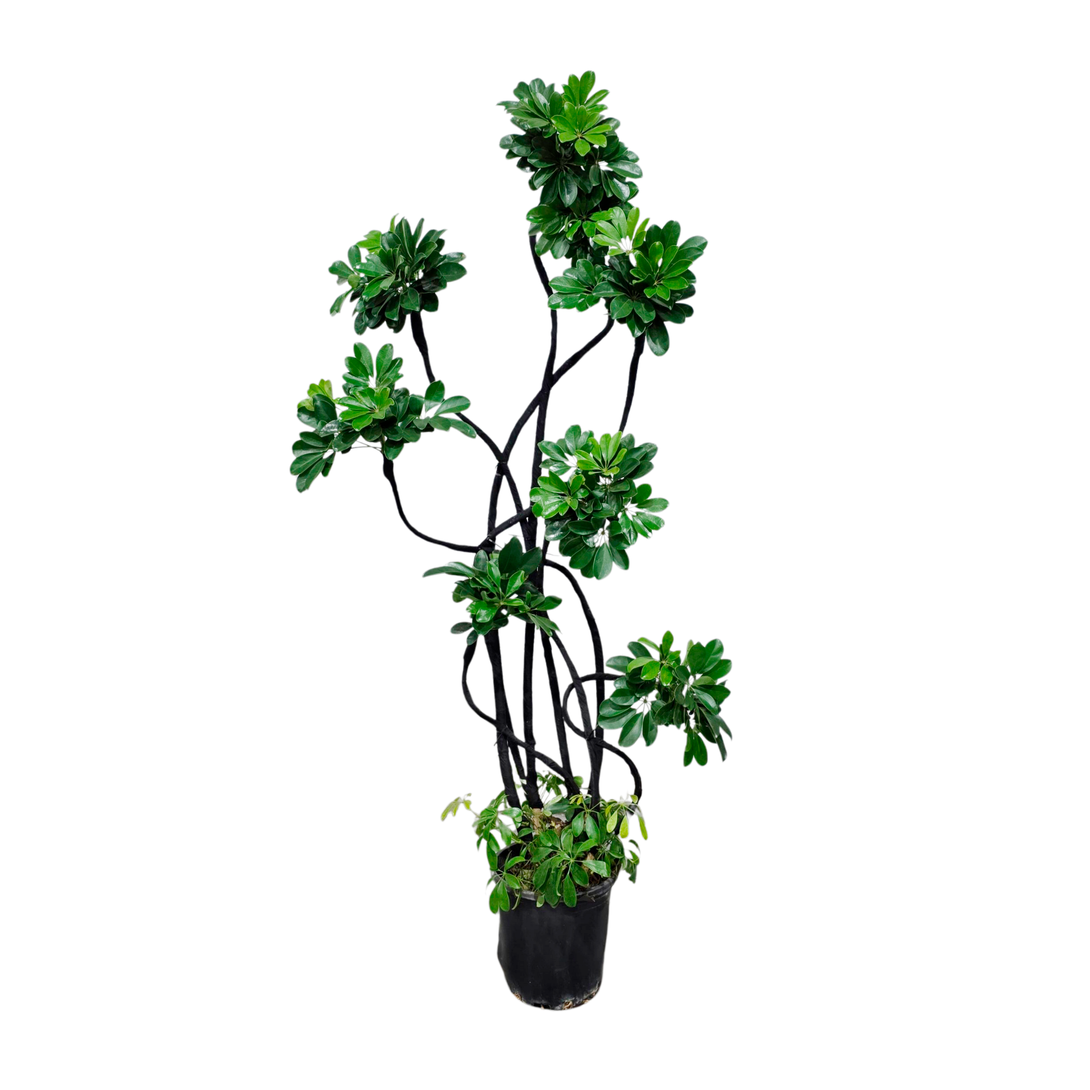 Шеффлера Микс бонсай