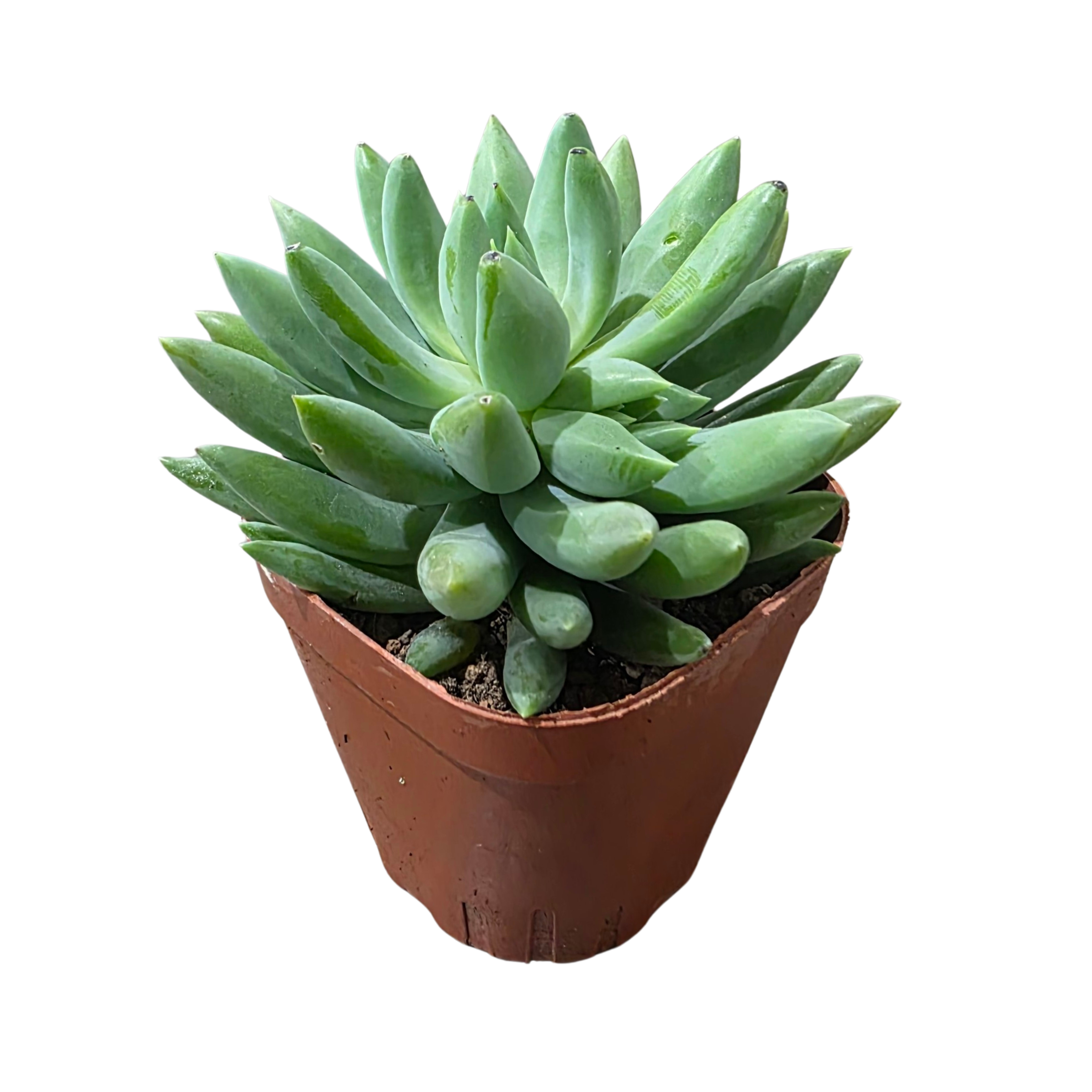 Эхеверия Блю Принц