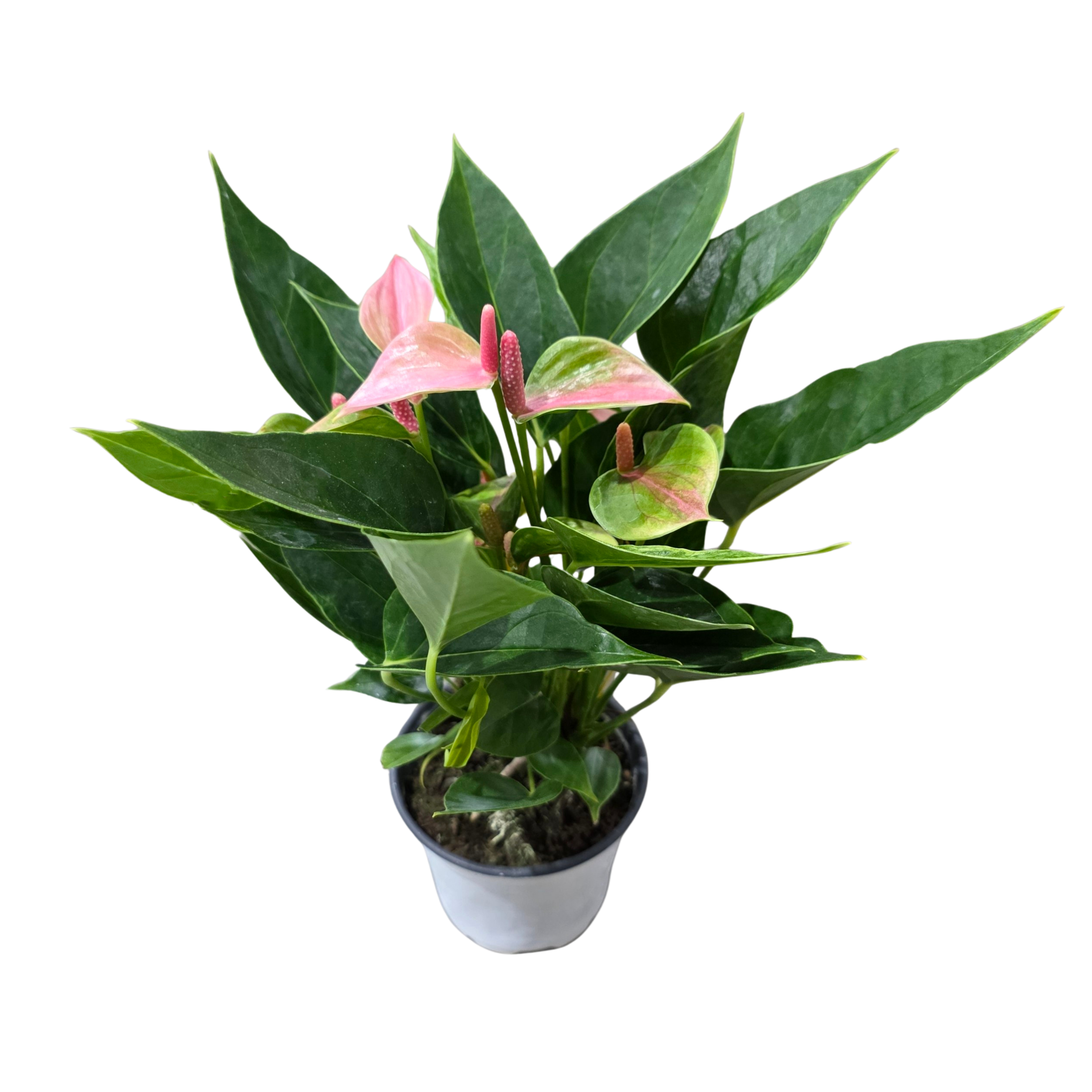 Антуриум андрианум Кэнди Букет