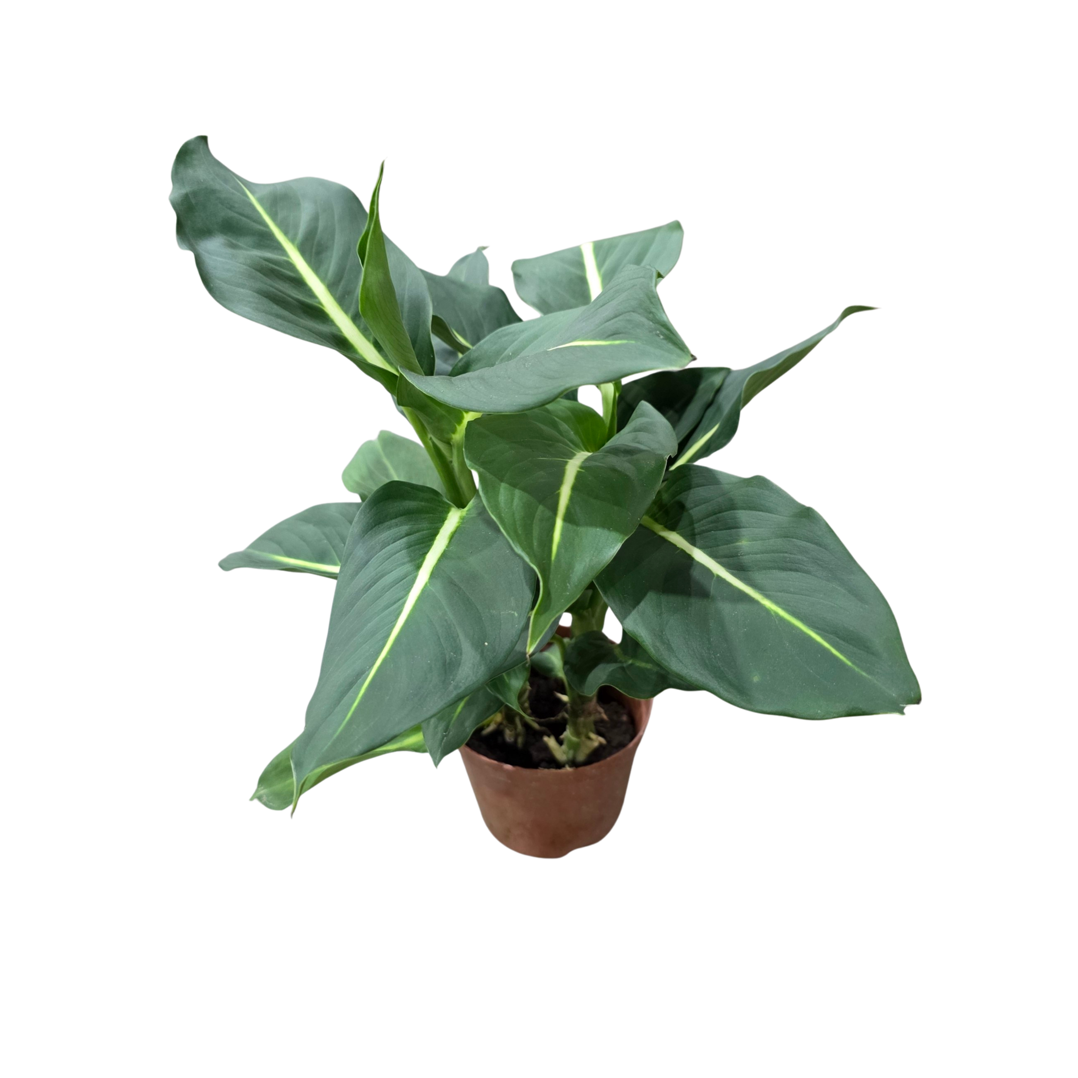 Диффенбахия Грин Девил