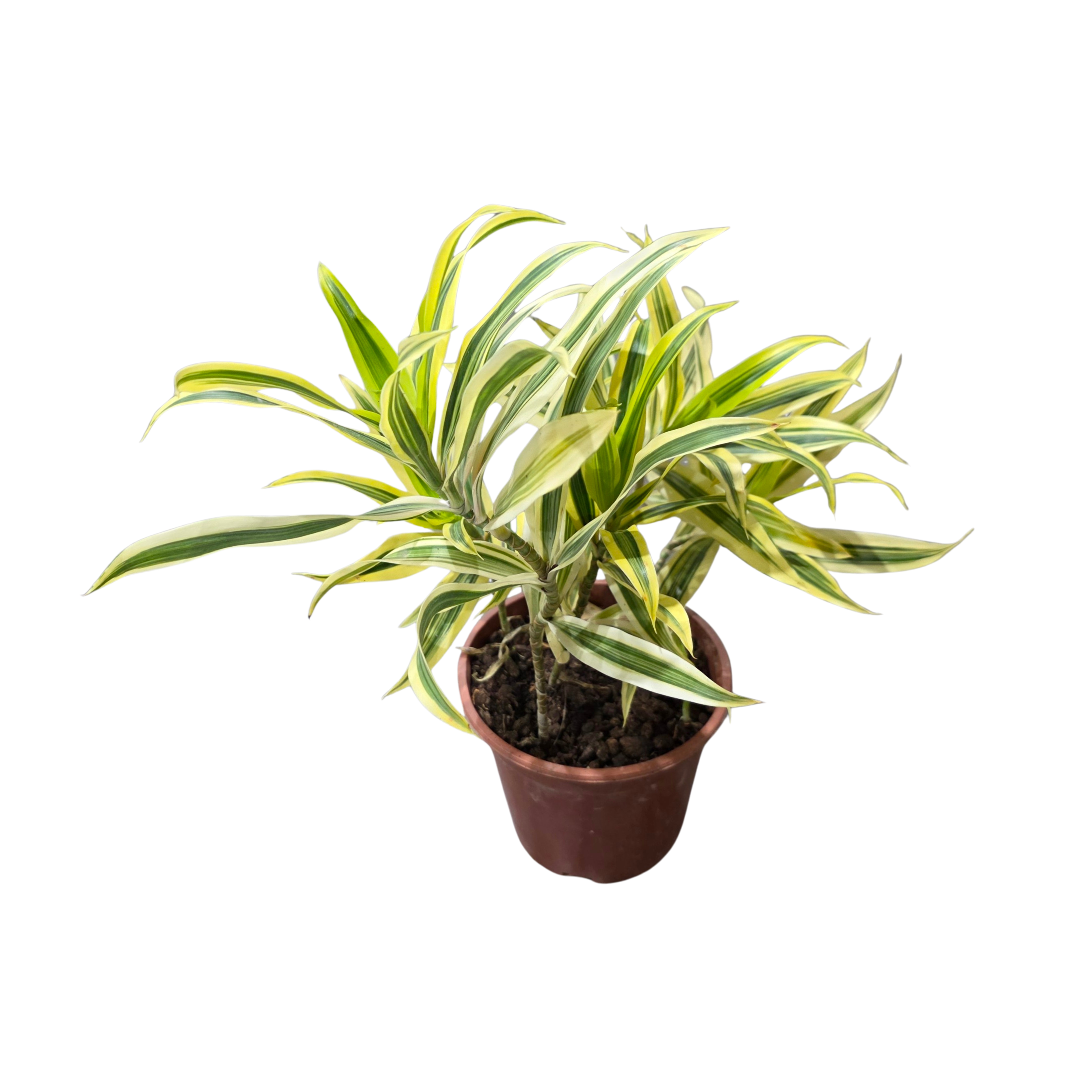 Драцена рефлекса Сонг Оф Индия