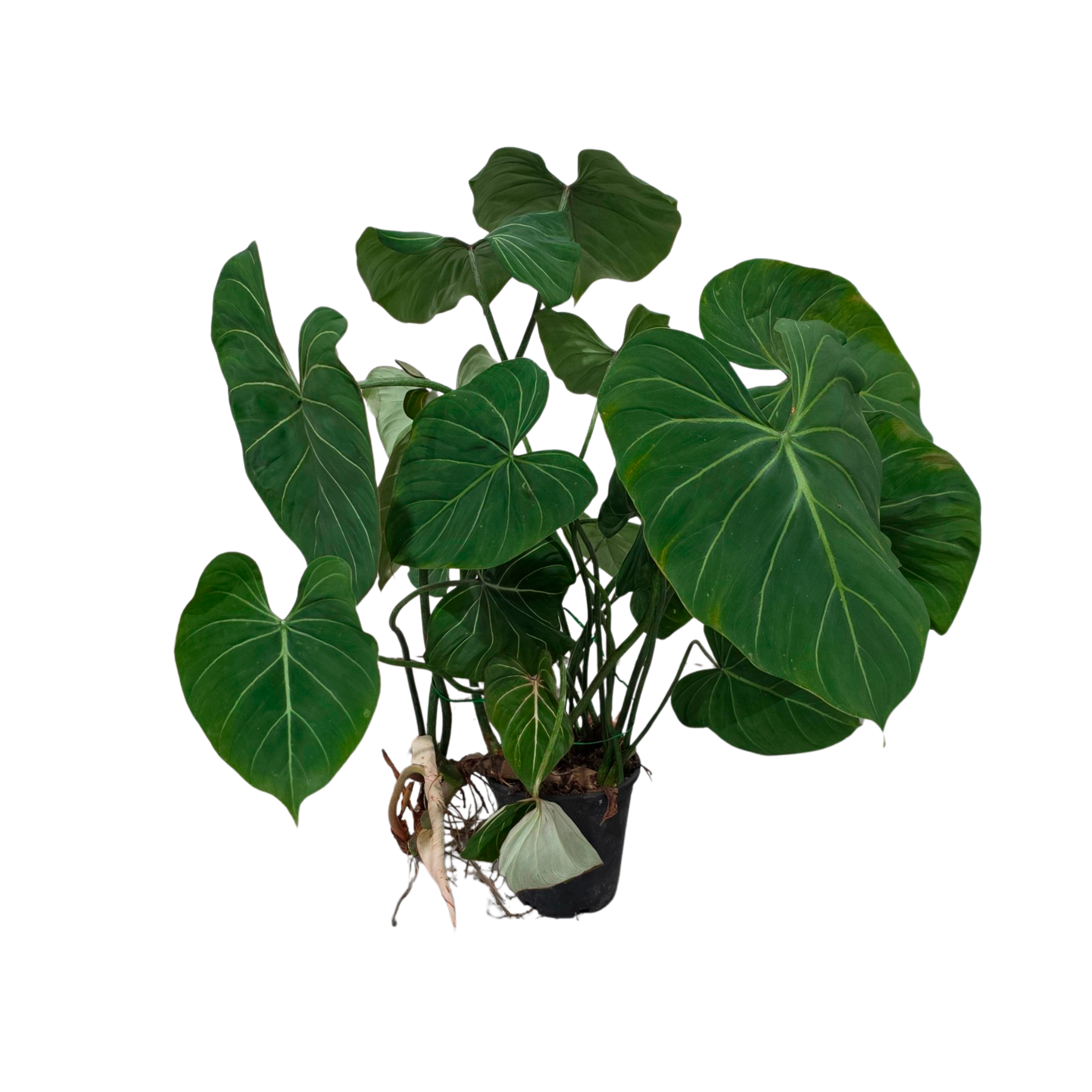 Филодендрон Пастазанум