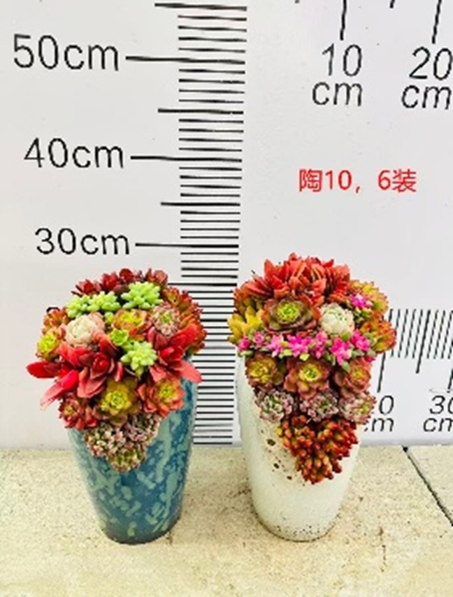 Суккулент композиция в керамике