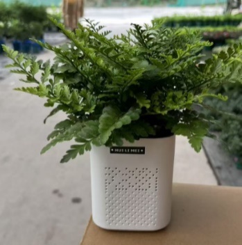 Асплениум Парвати в белом кашпо
